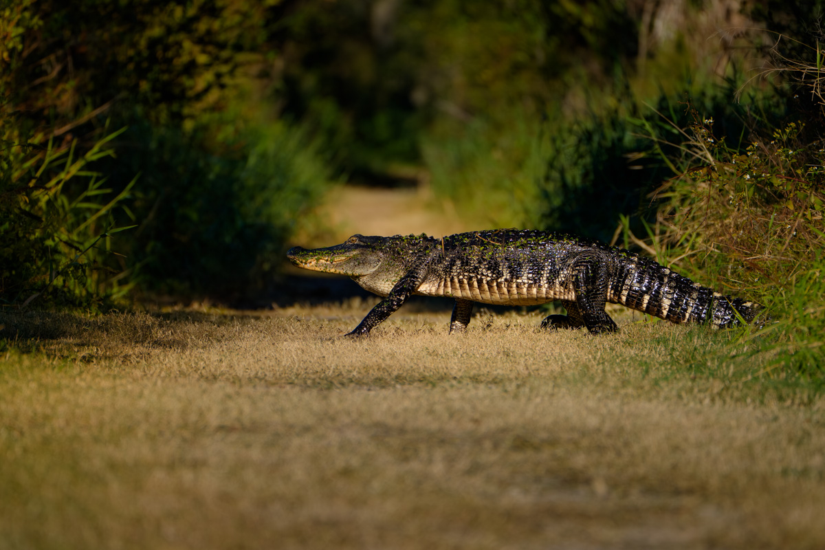 Alligator Crossing Trail
