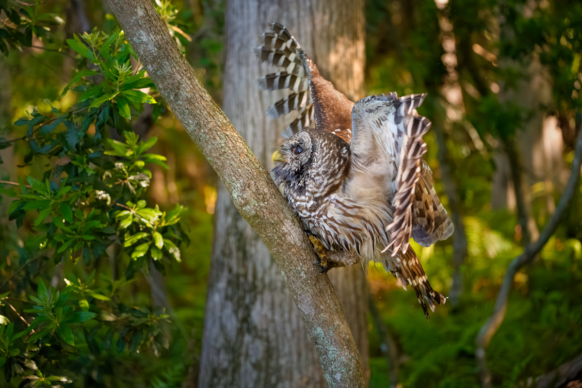 Barred Owl Launching Into The Air