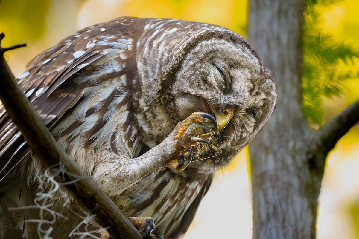 Barred Owl Snacking On A Crayfish