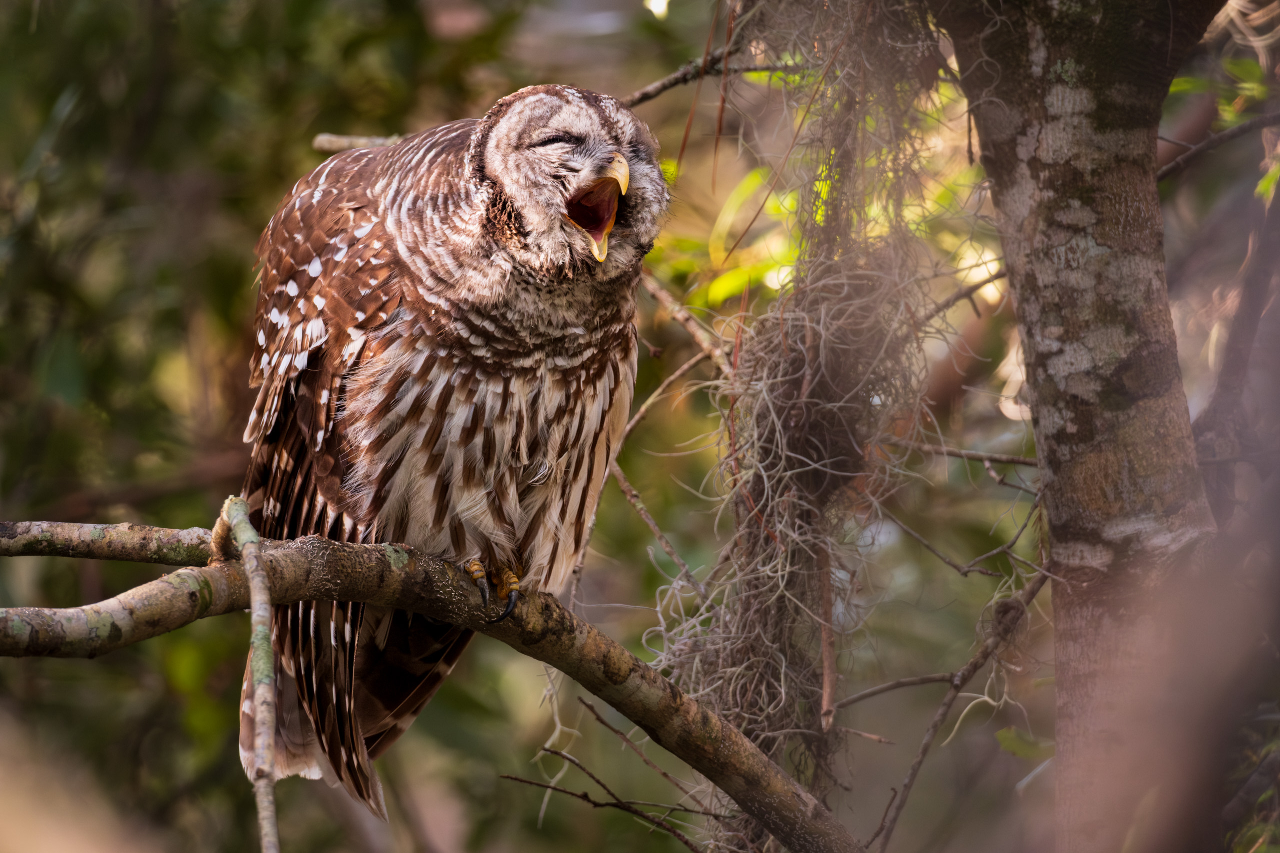 I am owl, Hear me roar!