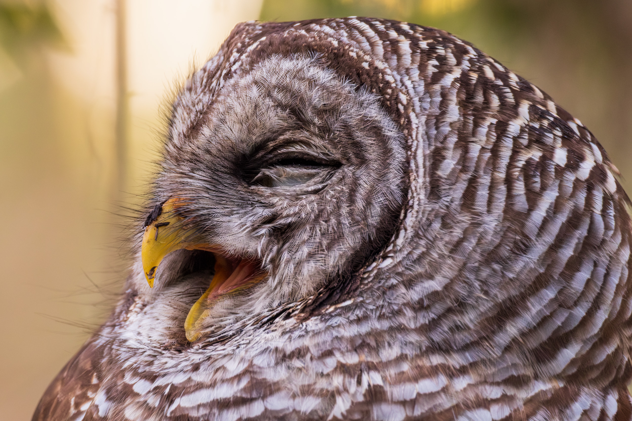 Barred Owl Yawning
