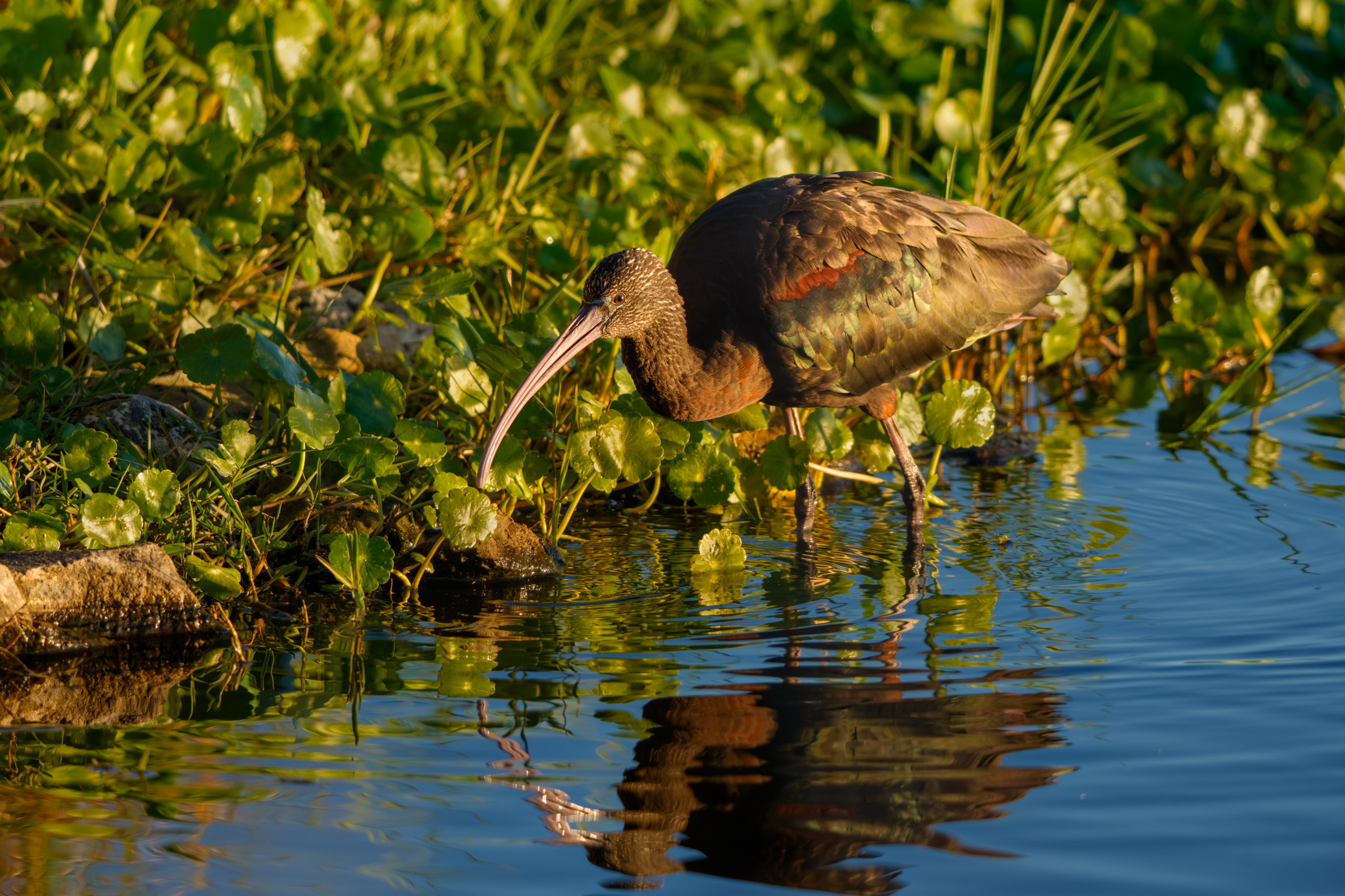 Black Ibis at Sunrise