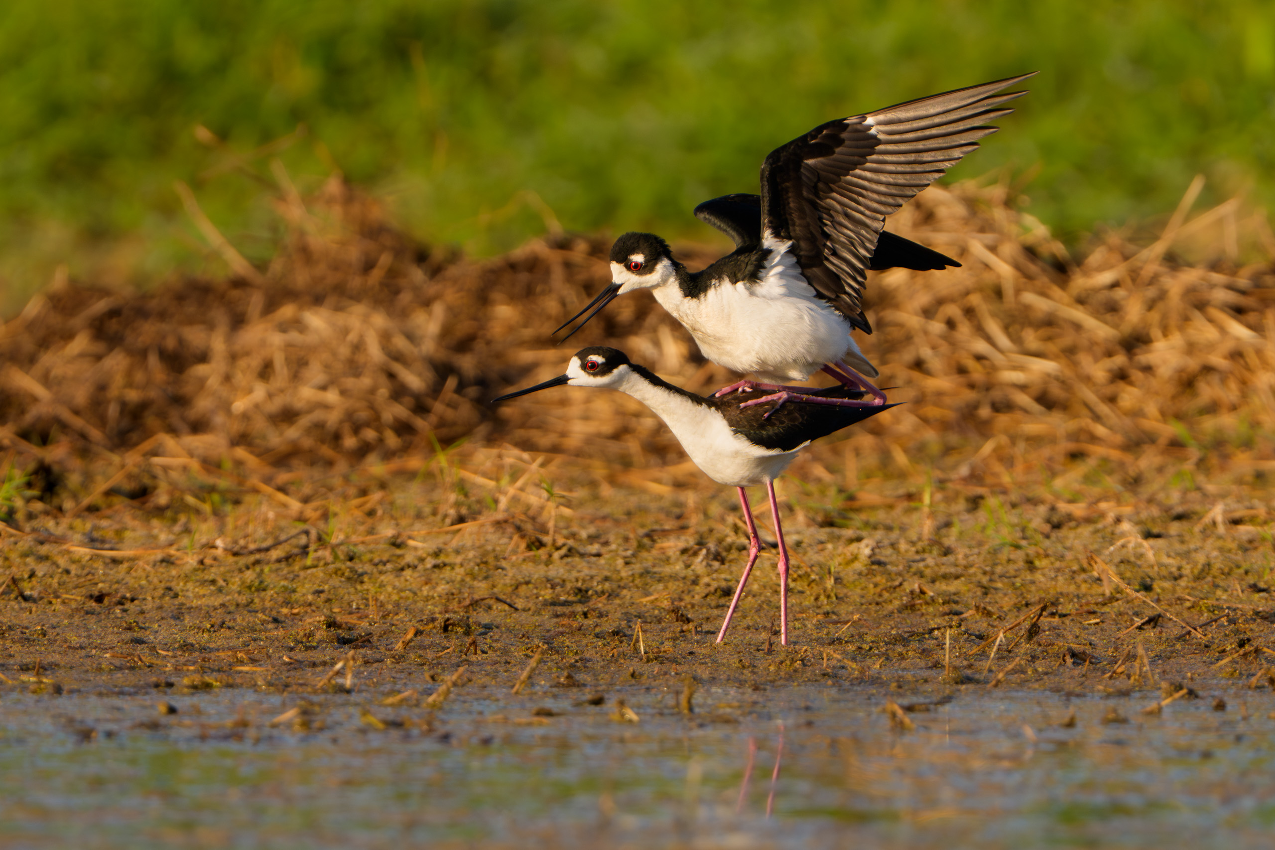 Black-necked Stilt Mating
