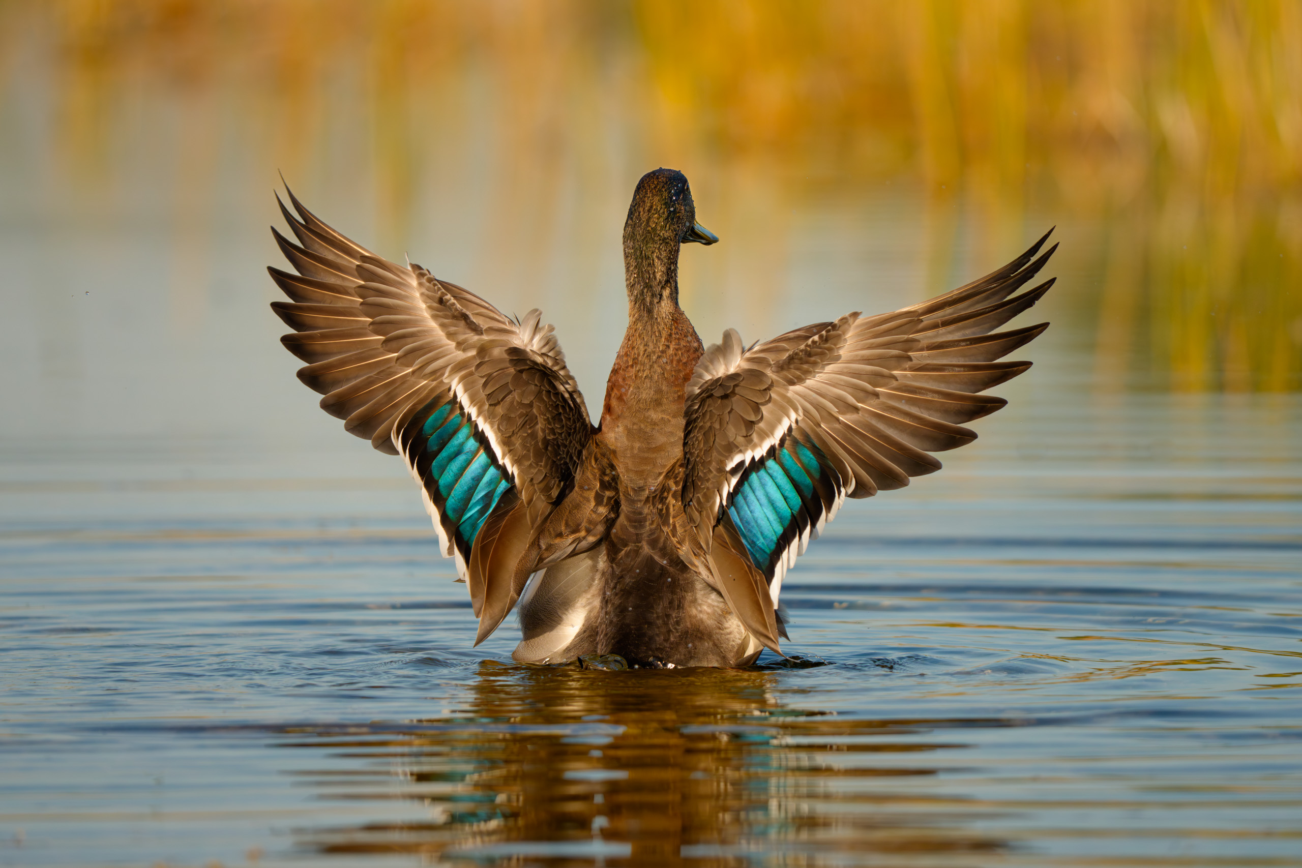 Blue-Winged Teal Duck Showing Off