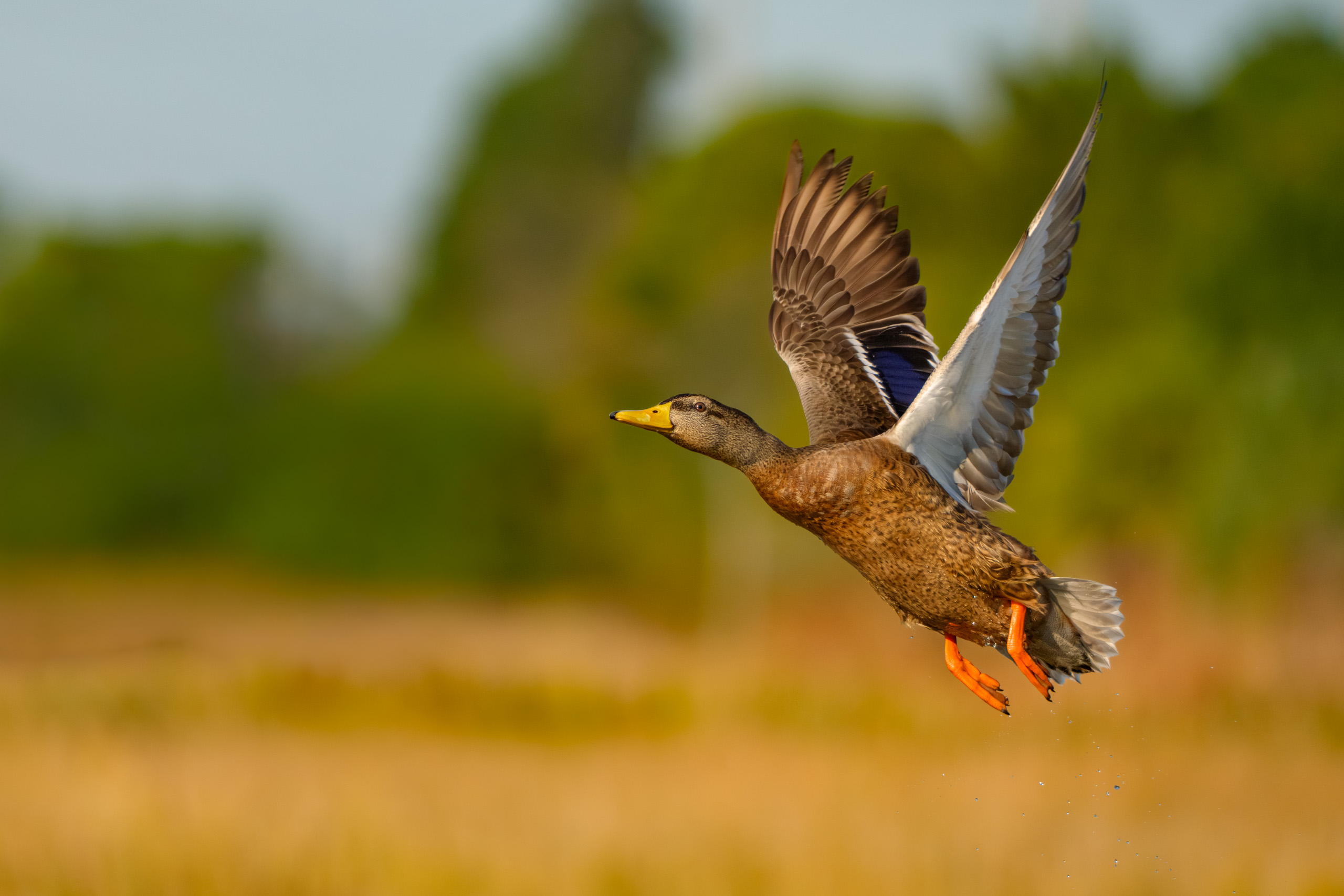 Blue-winged Teal Taking Flight