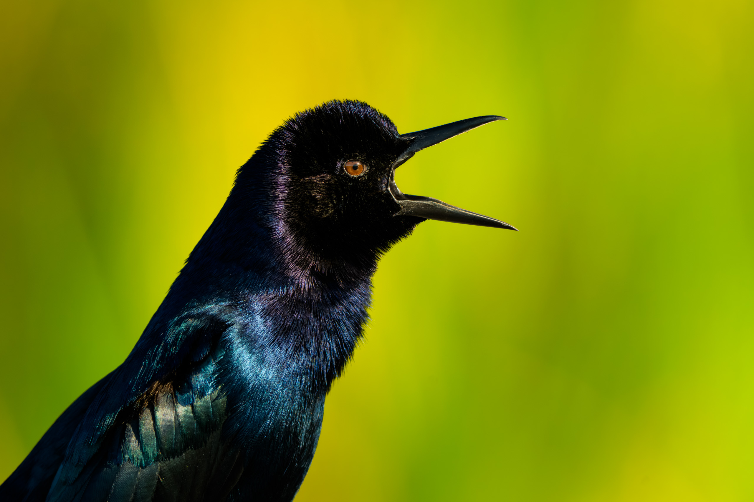 Boat-tailed Grackle Singing His Song