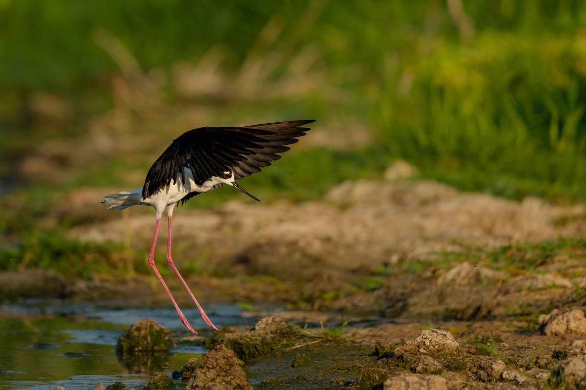 Coming In For A Landing