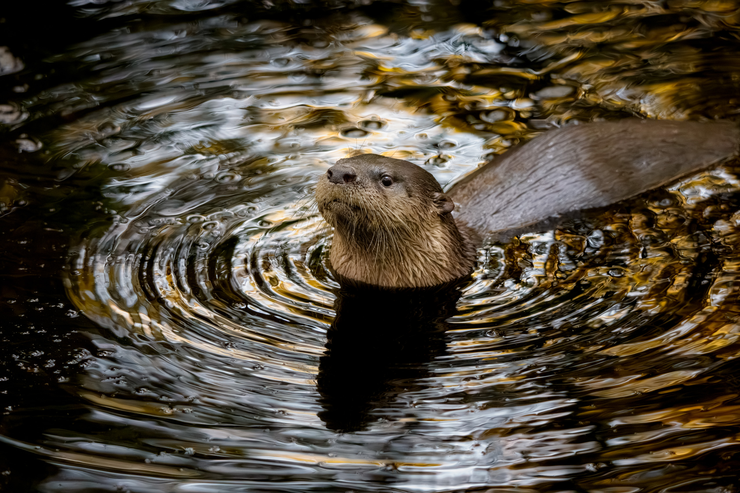 Curious Otter