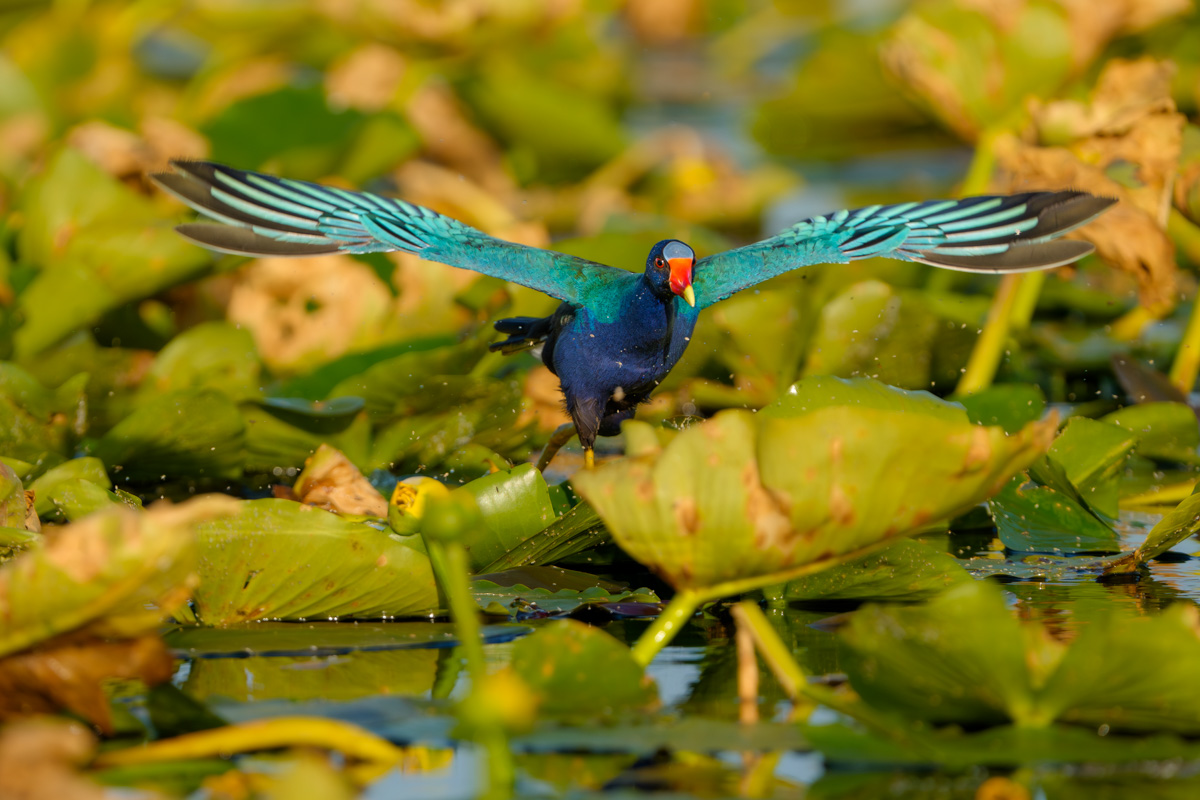 Sprinting Purple Gallinule
