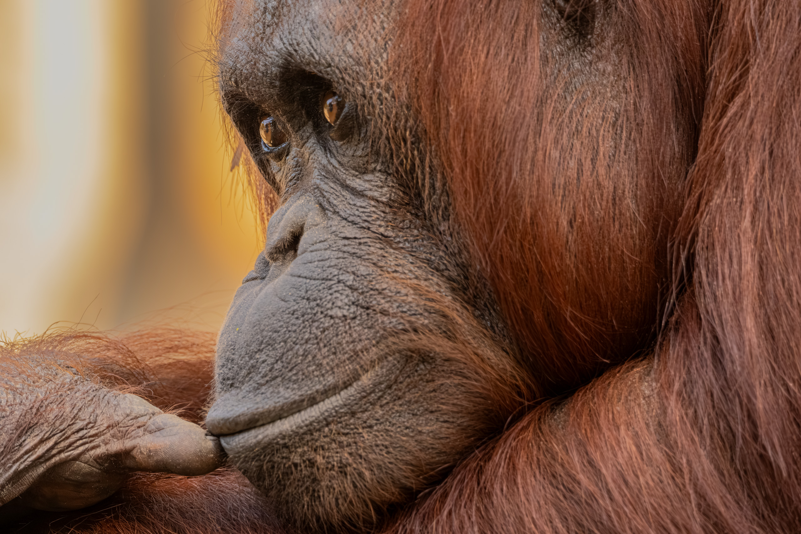 Orangutan Deep In Thought
