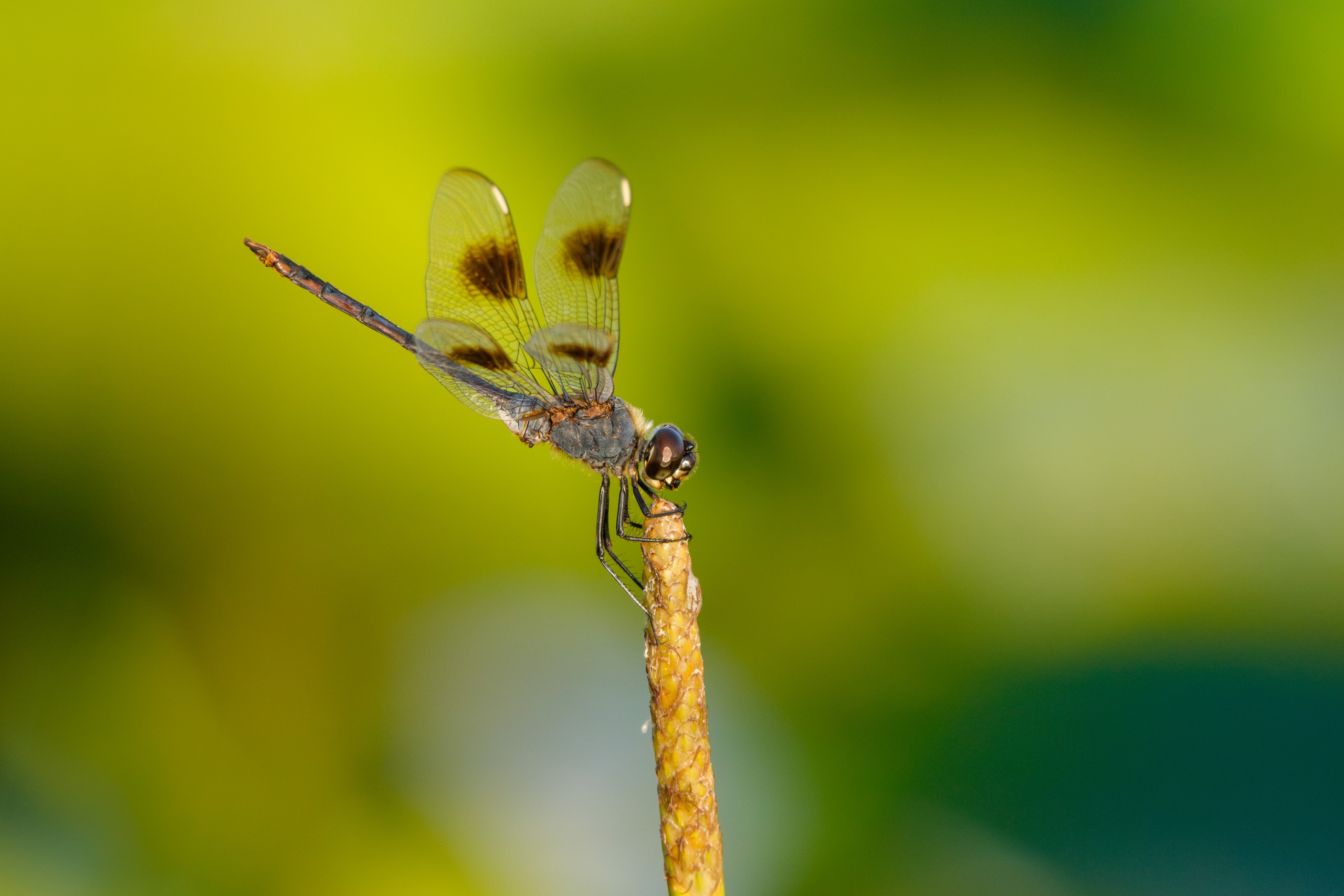 Dragonfly