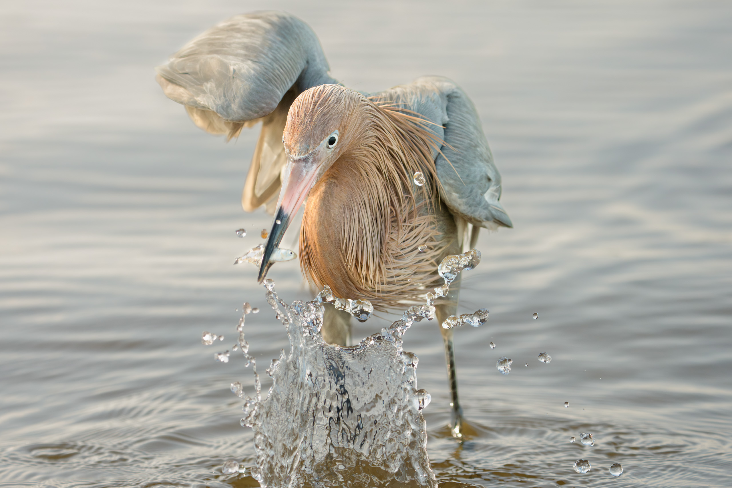 Reddish Egret Getting Breakfast