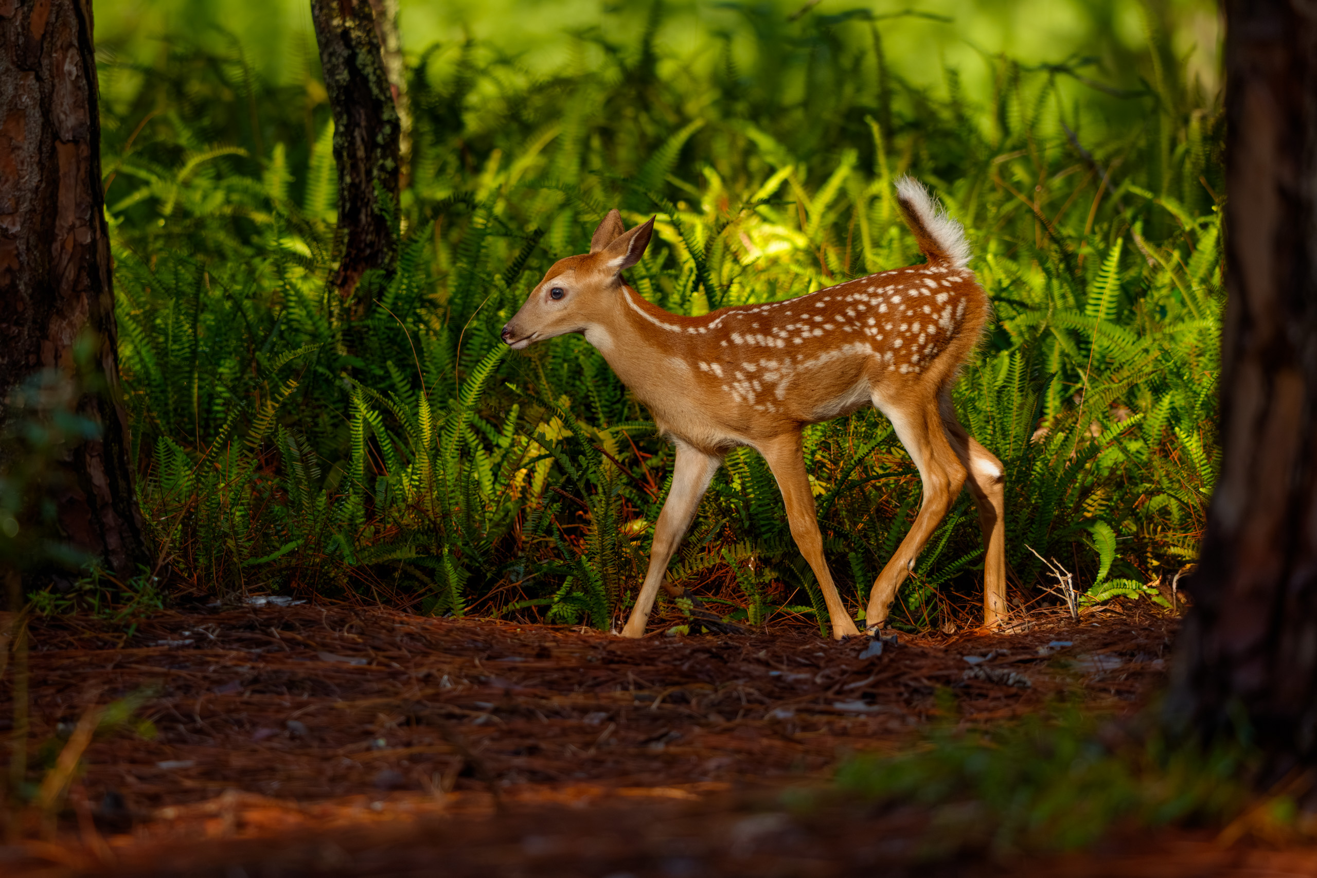 White-tailed Fawn