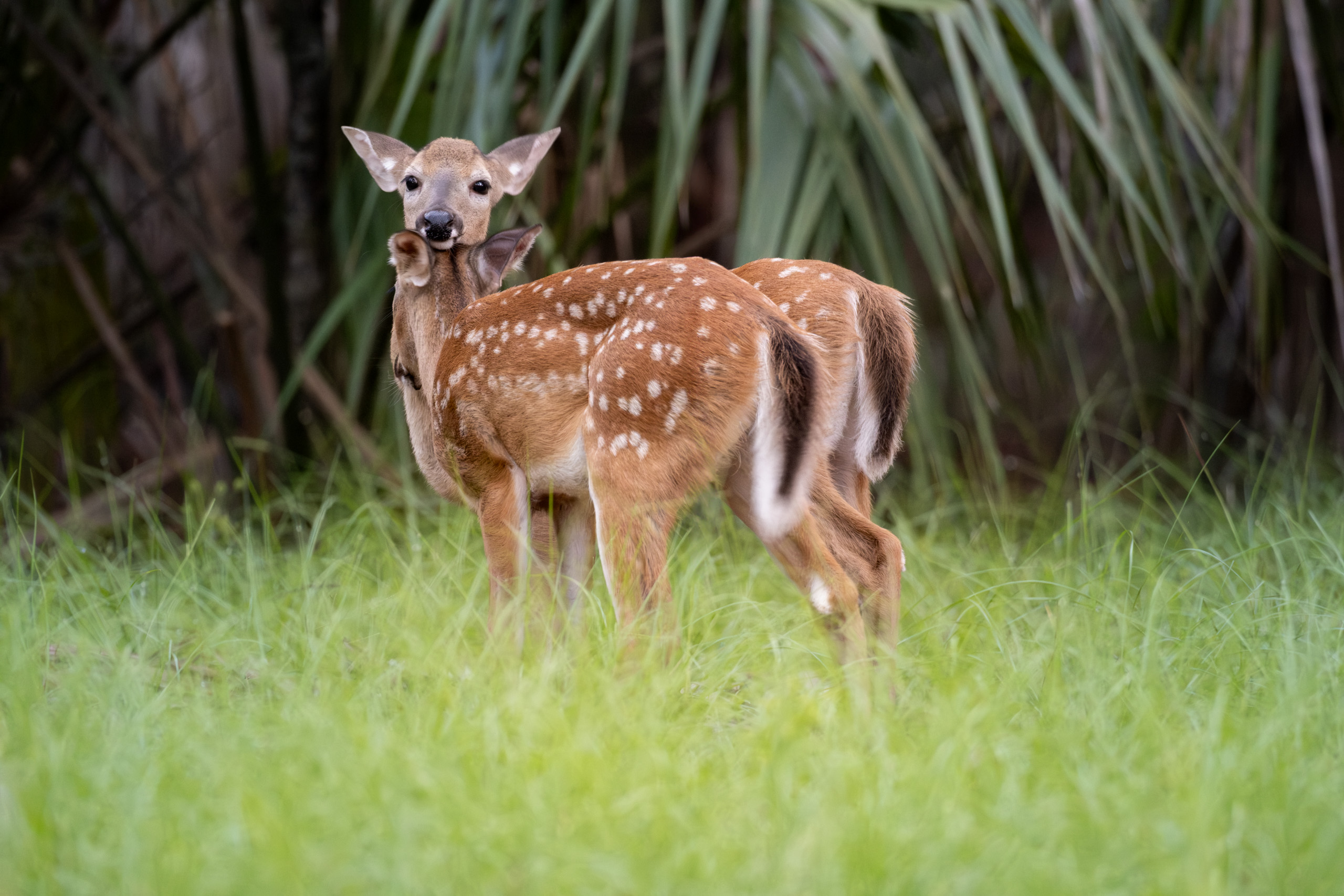 White-tailed Fawn Twins