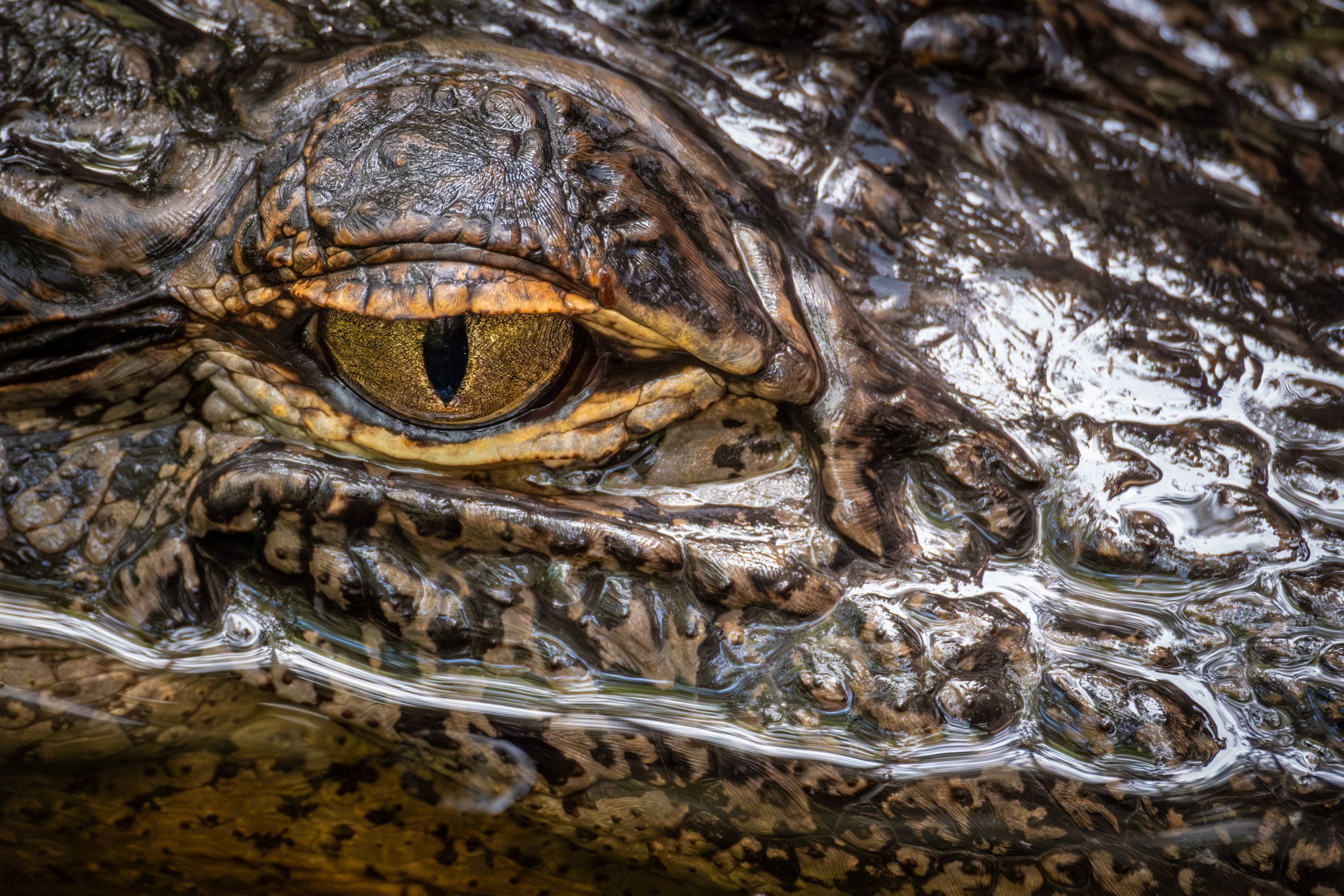 Gator Eye Close Up