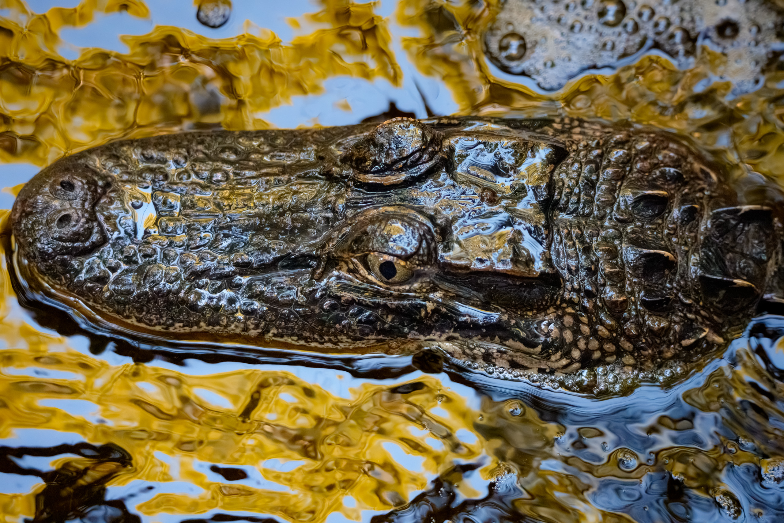 Gator, Eyes Wide Open