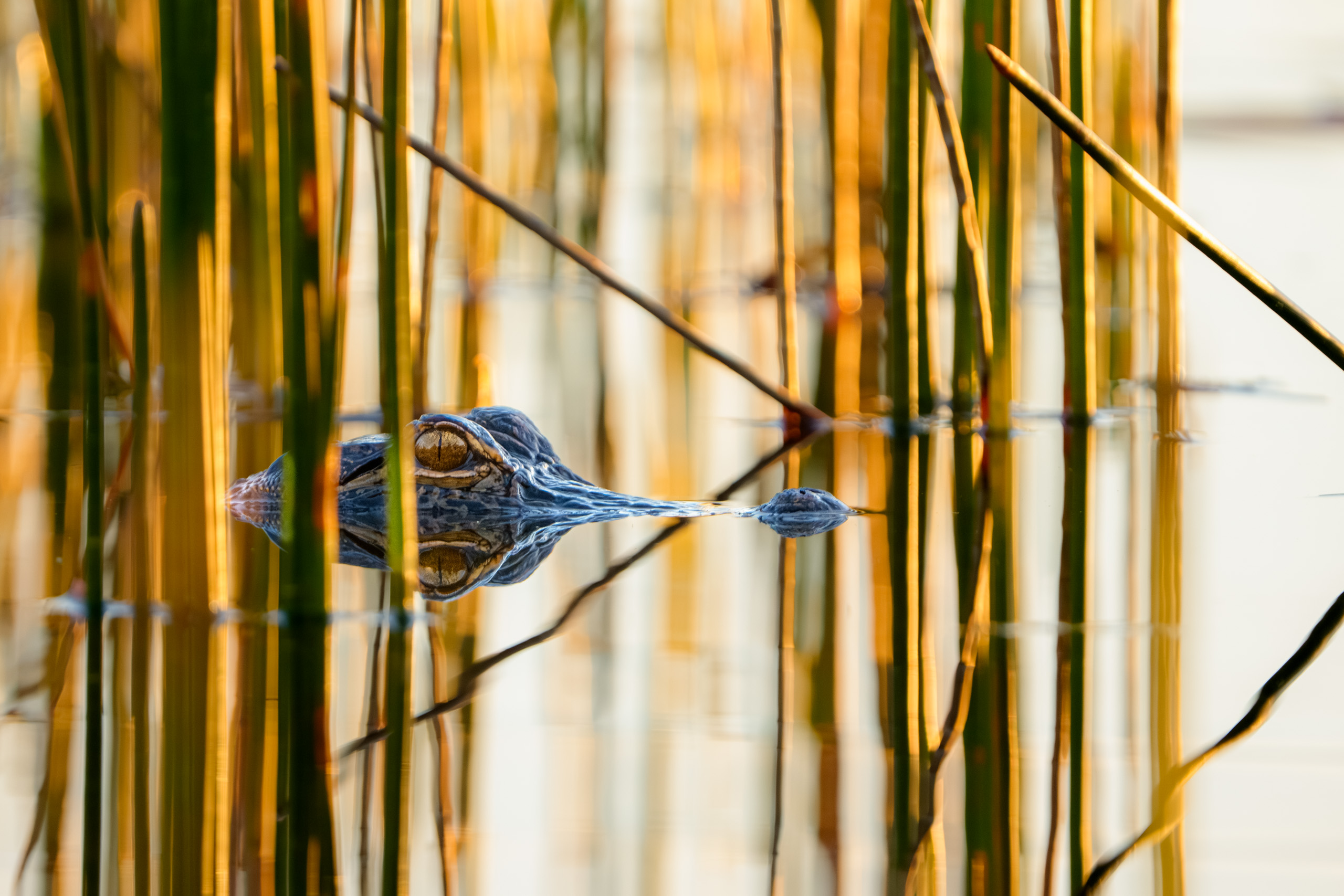 Gator, hiding in the reeds
