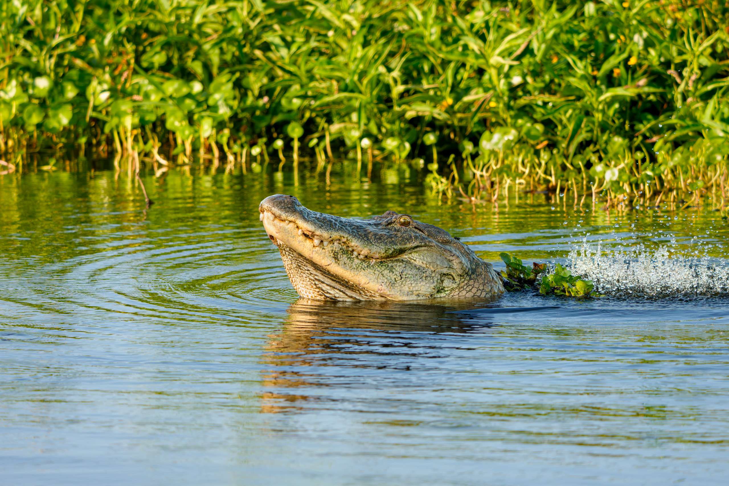 Male Gator, Looking for a Mate