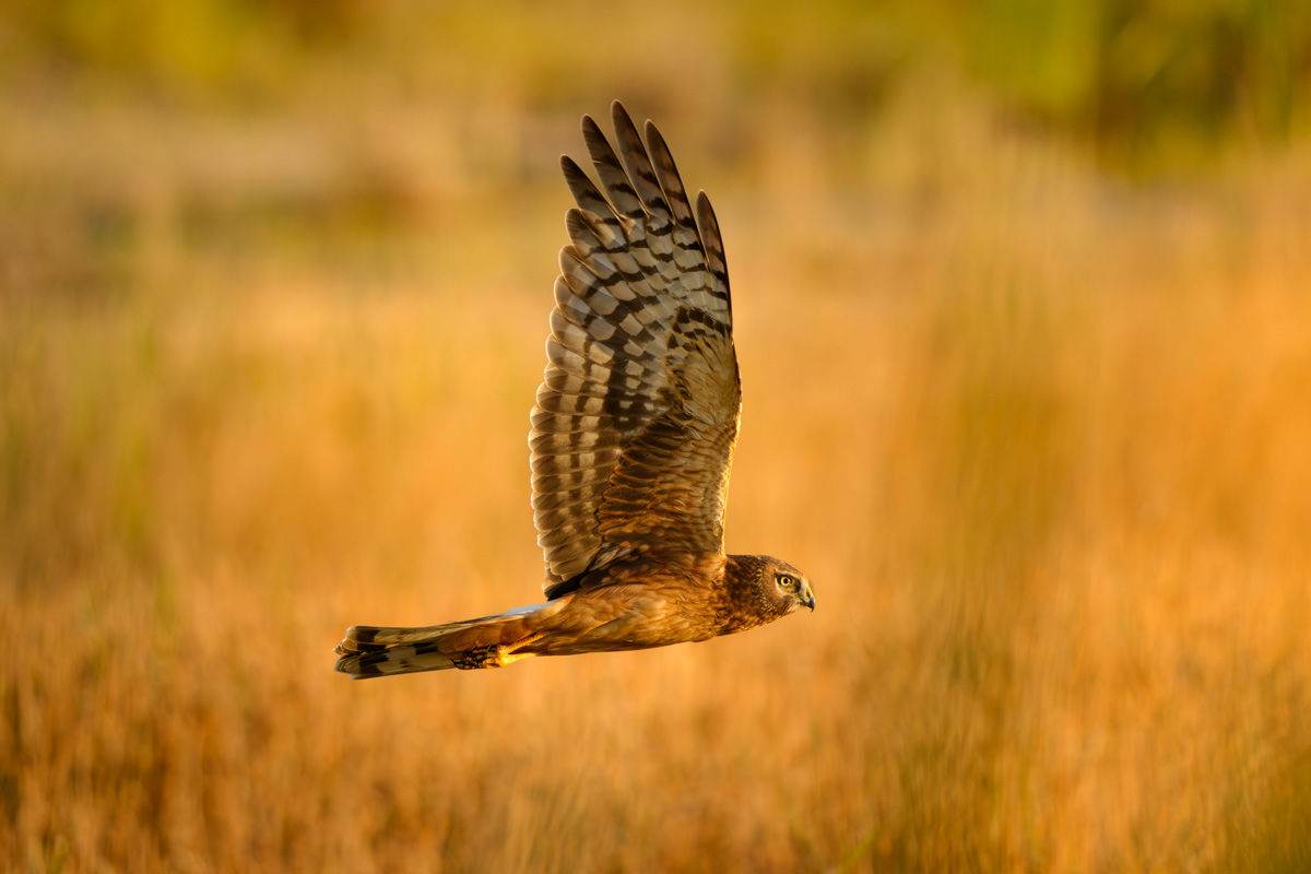 Northern Harrier at Sunset