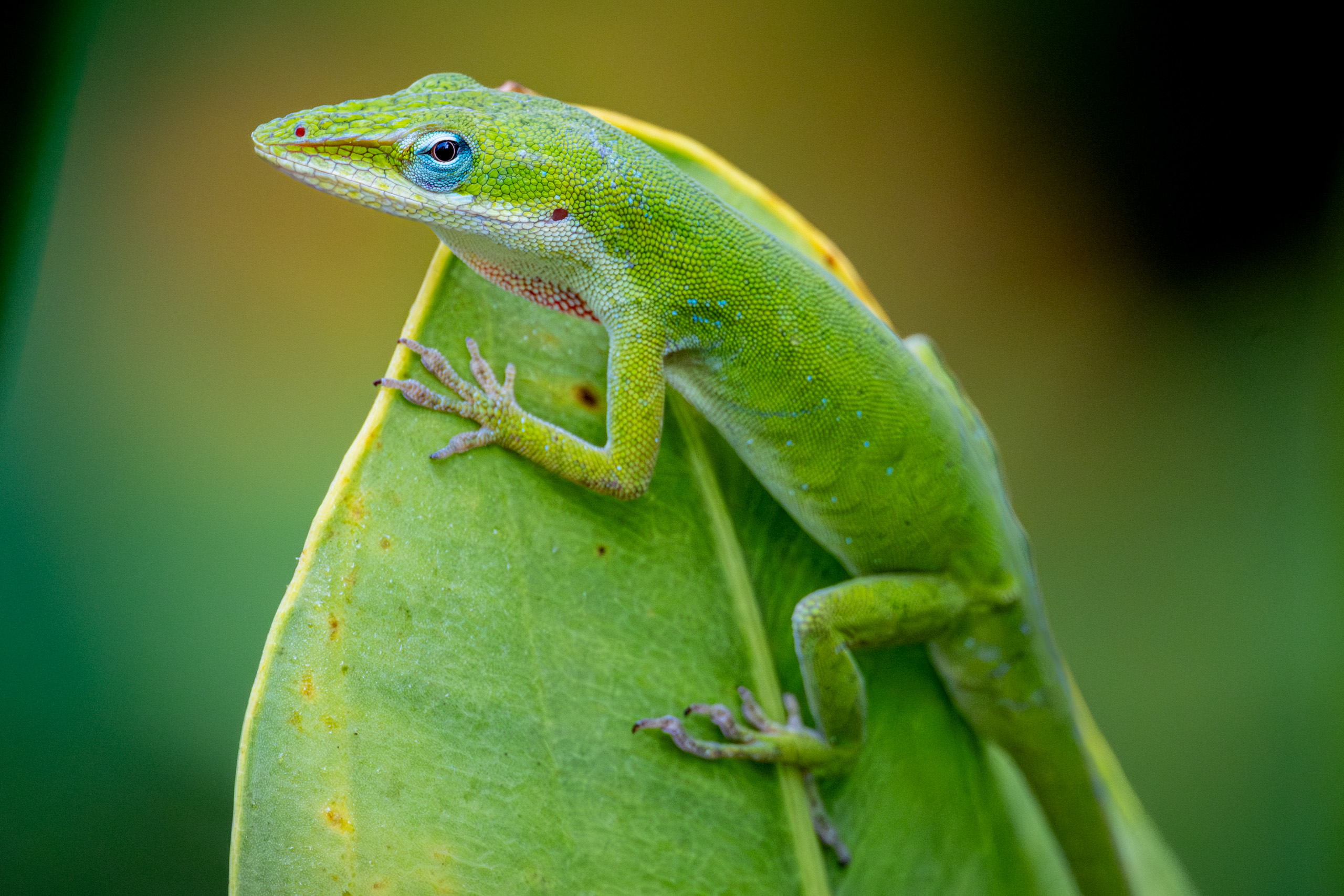 Green Anole