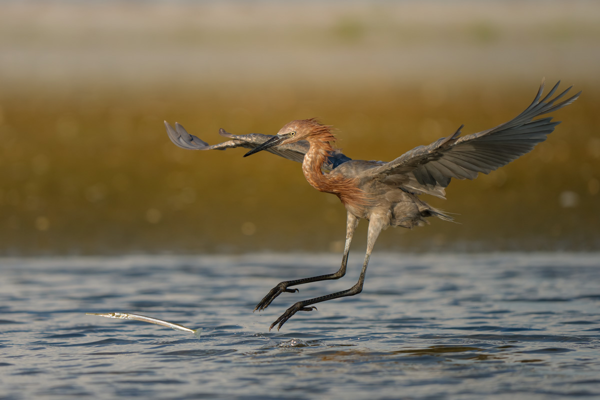 Reddish Egret Hutting a Ribbon Fish