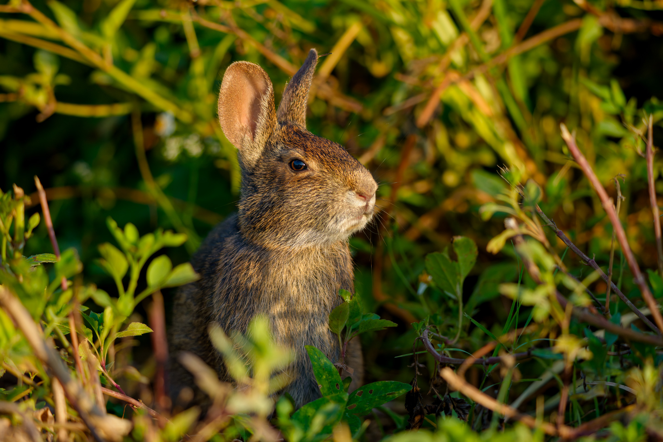 Marsh Rabbit