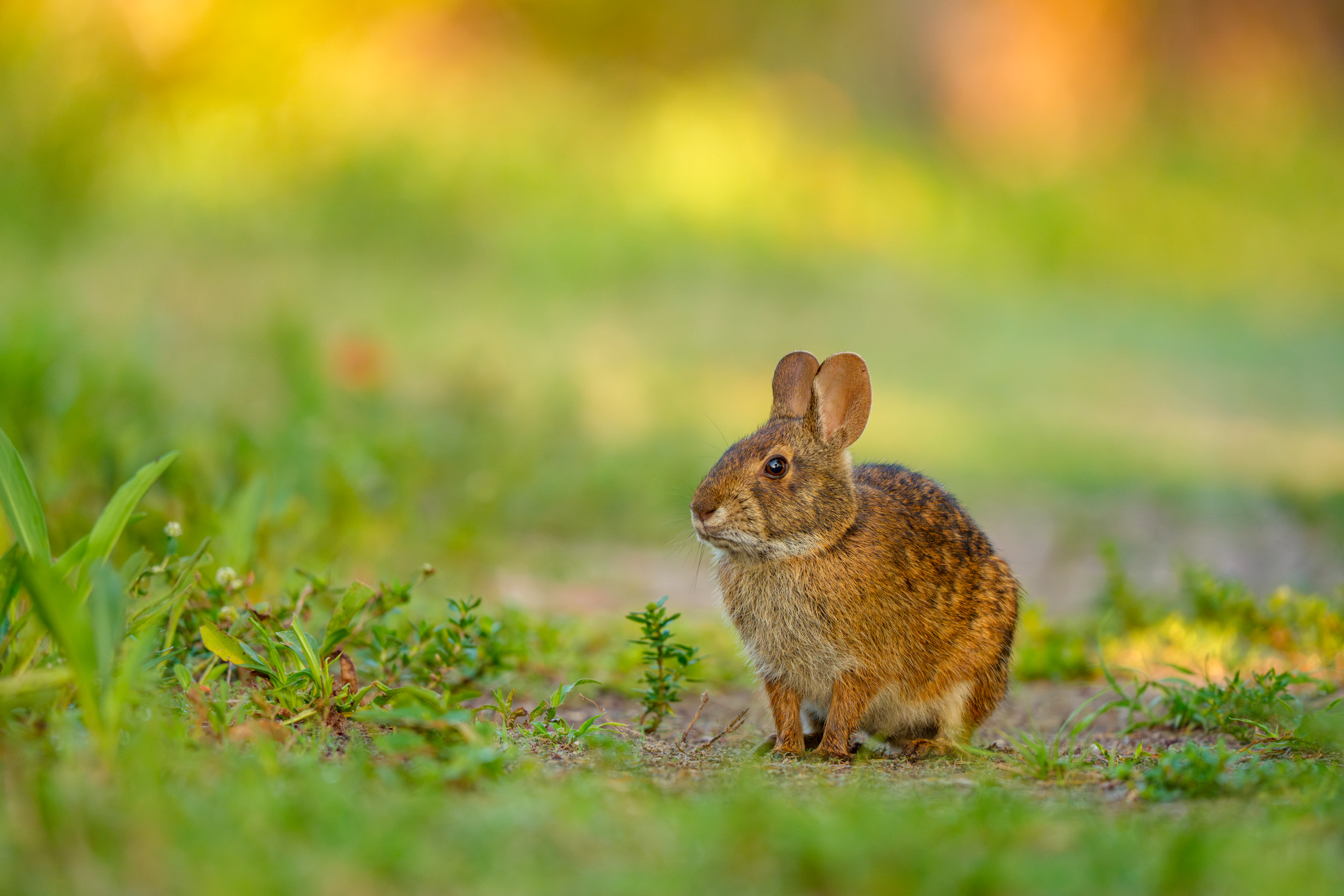 Marsh Rabbit