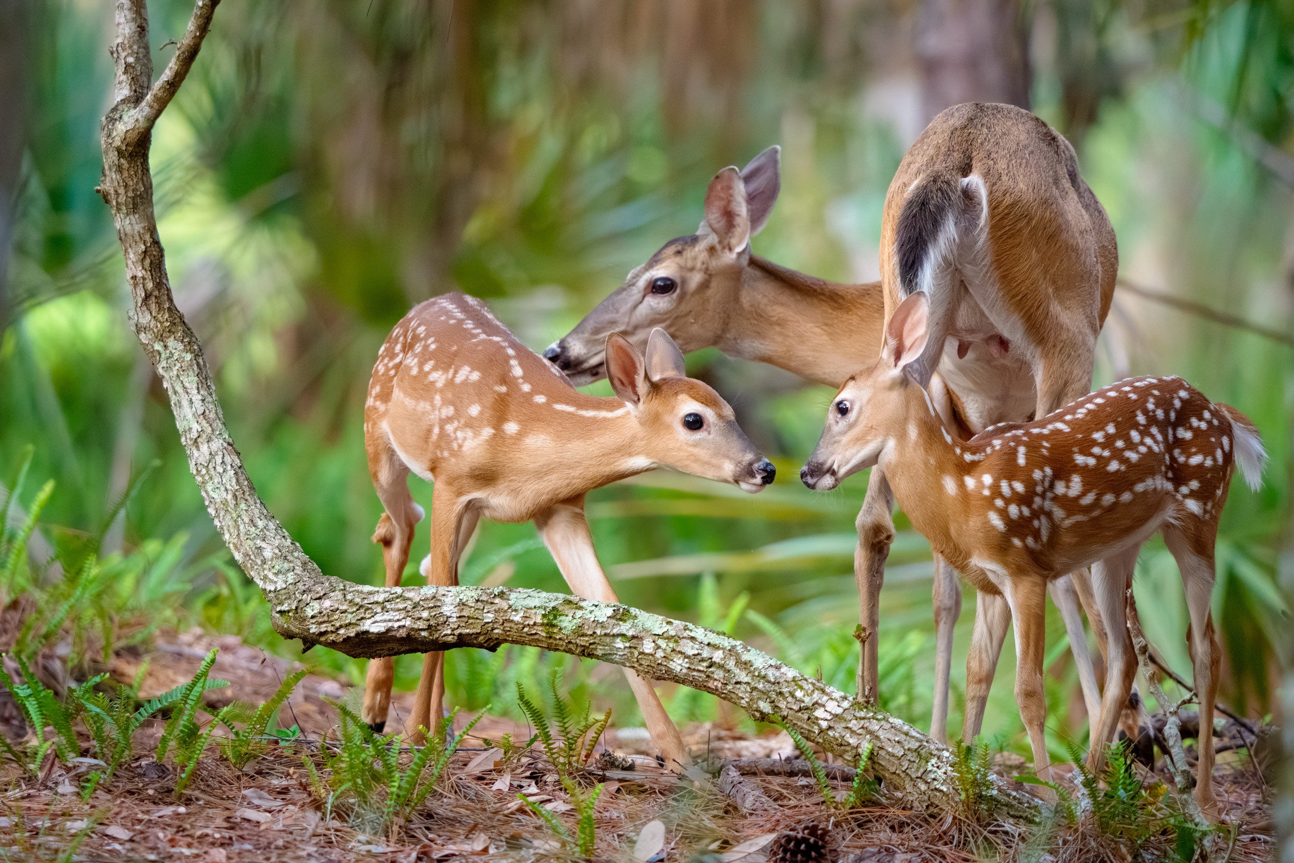 White-tailed Doe & Her Twins
