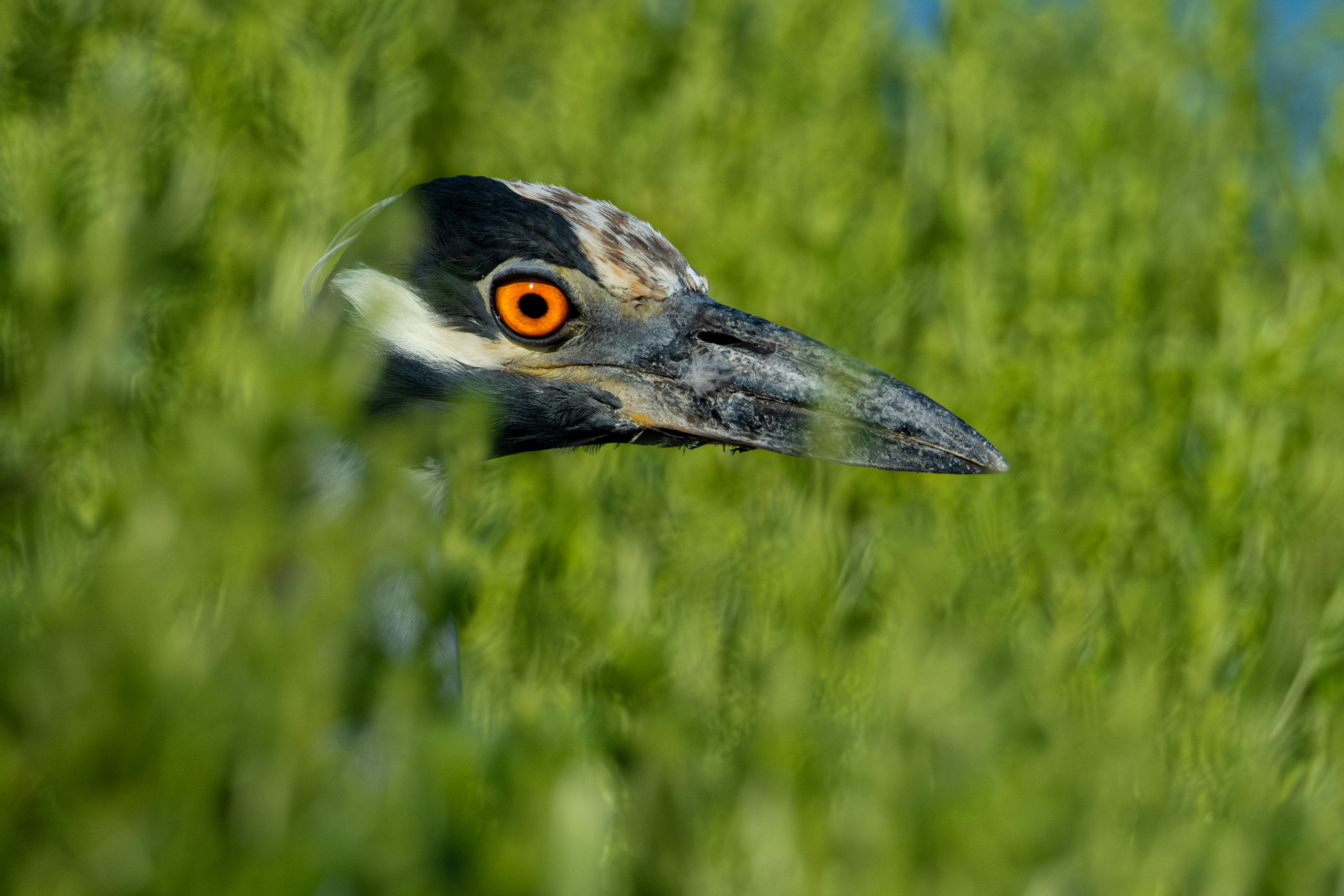 Night Heron Through The Grass