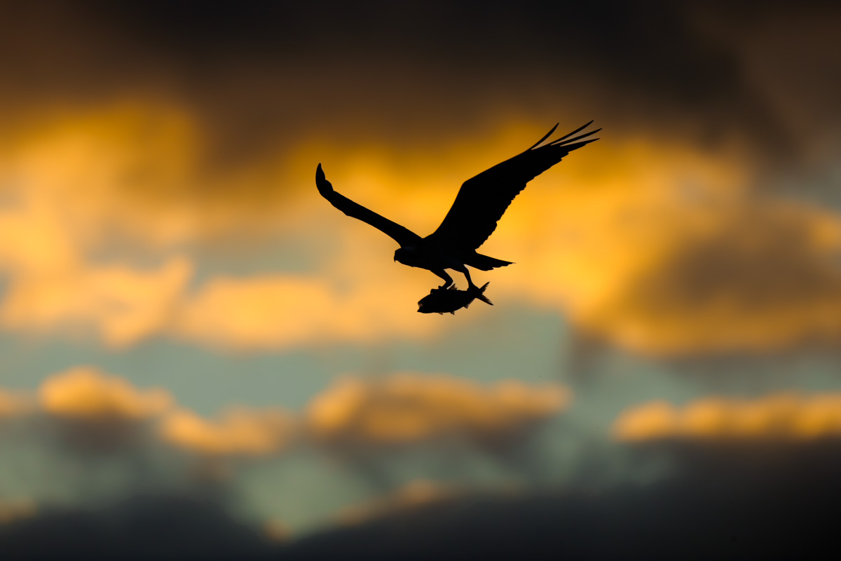 Osprey Sunrise