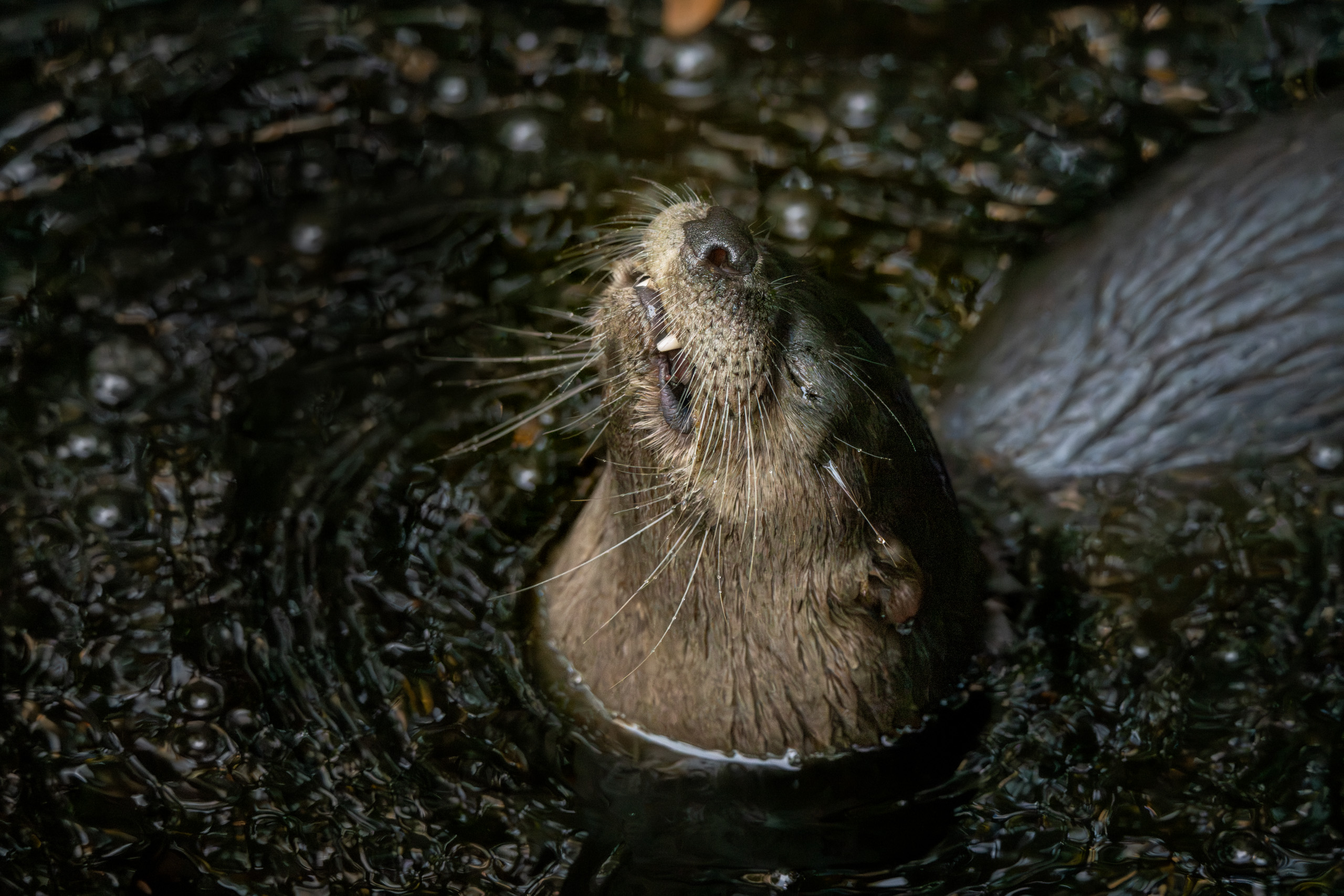Otter Enjoying a Crayfish Snack