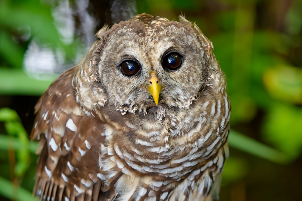 Barred Owl Stare