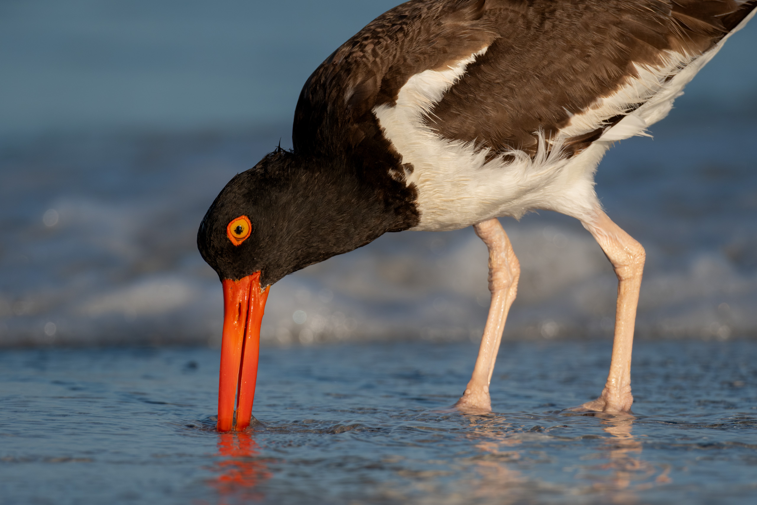 Oystercatcher Sunrise