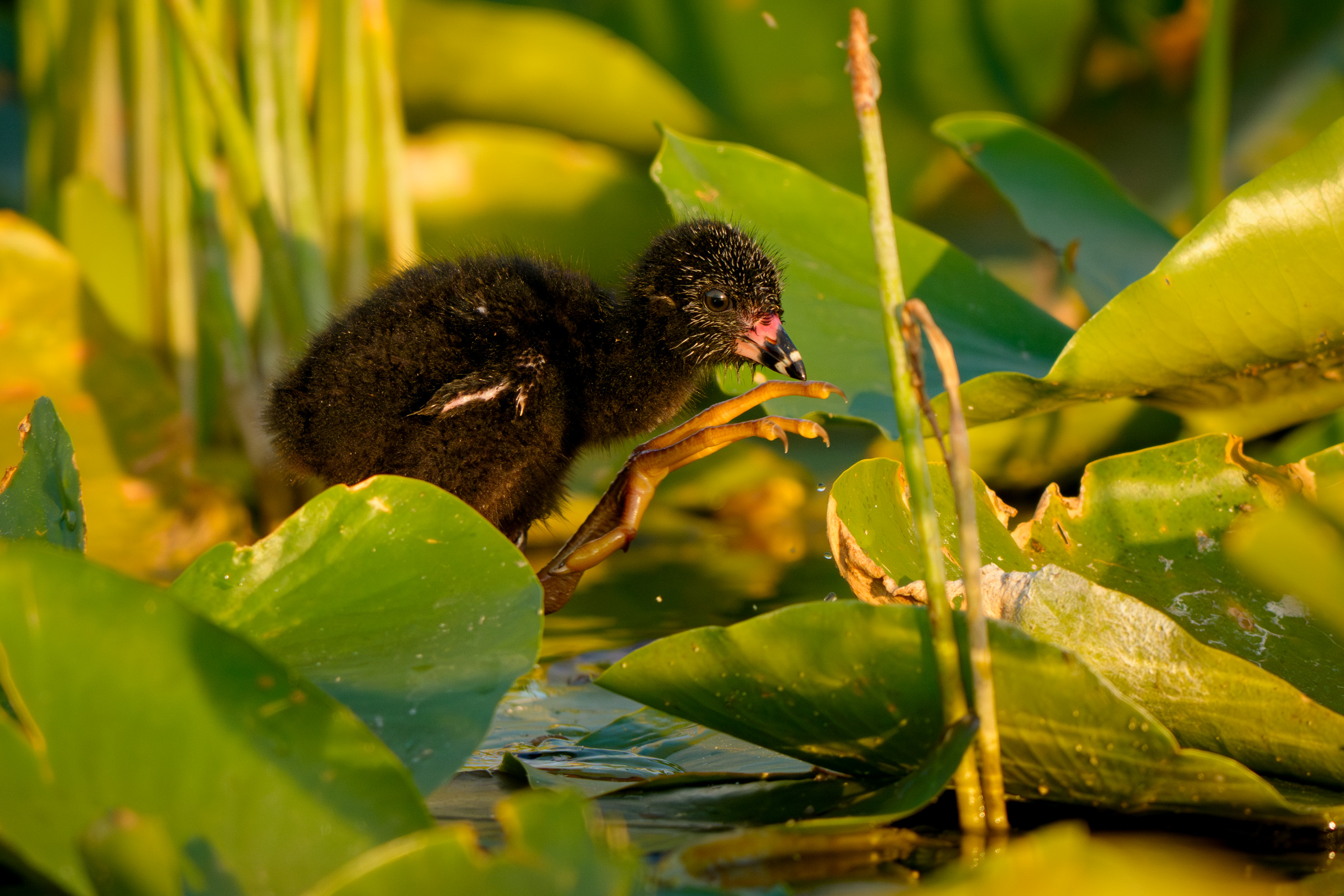 Purple Gallinule Chick
