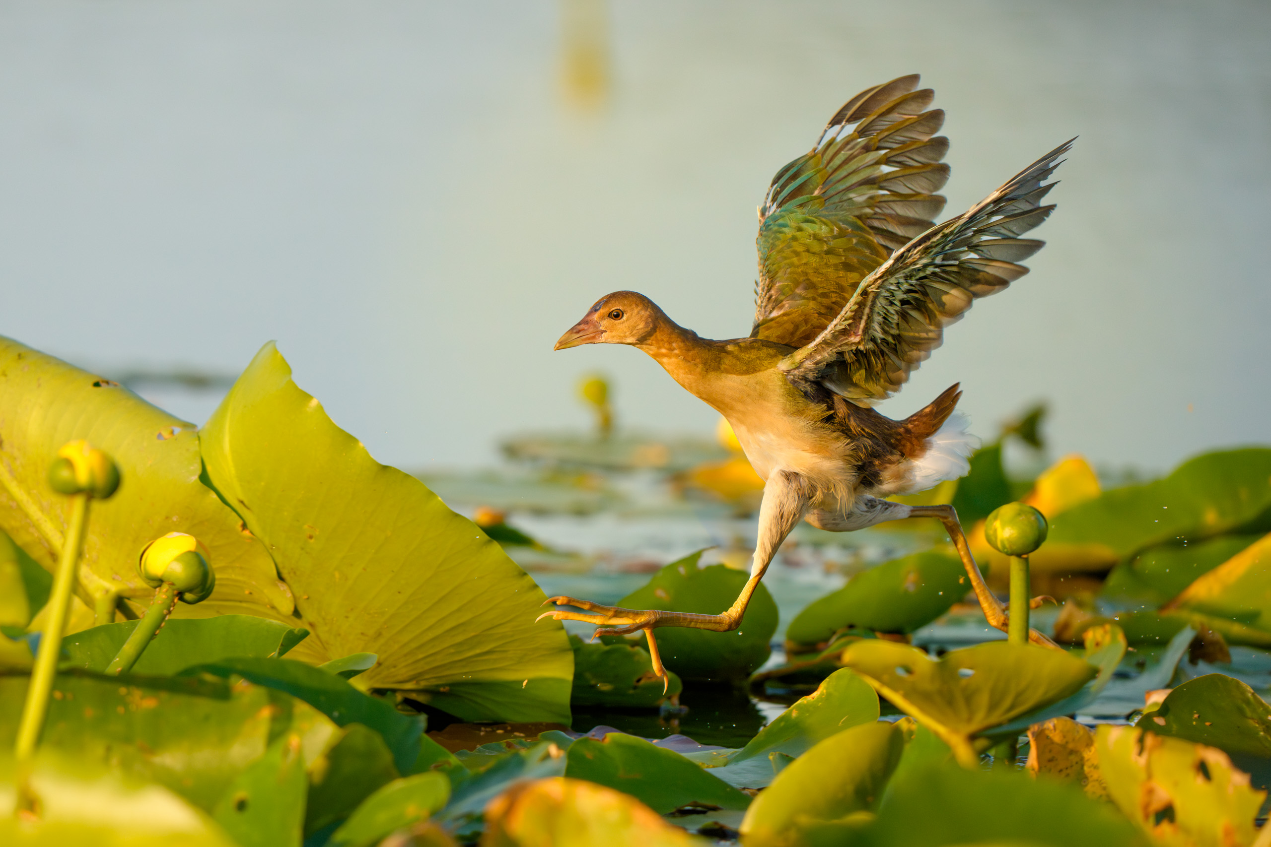 Juvenile Purple Gallinule out for a run