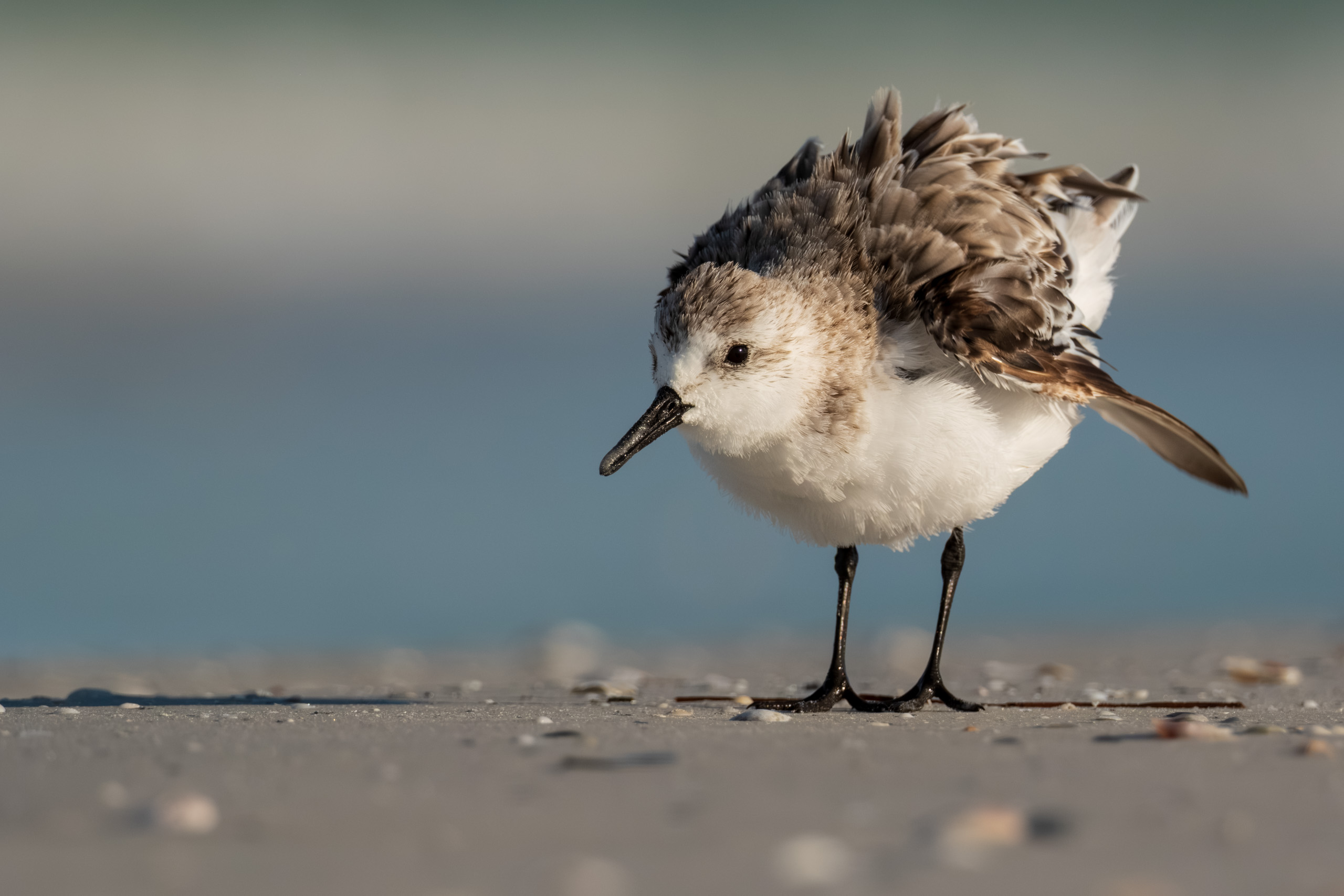 Sanderling