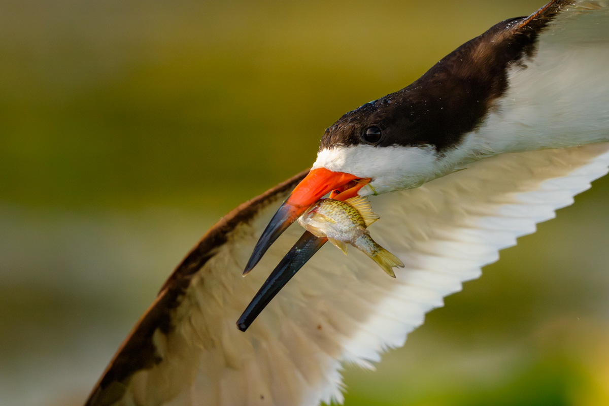 Black Skimmer Showing Off His catch of the Morning