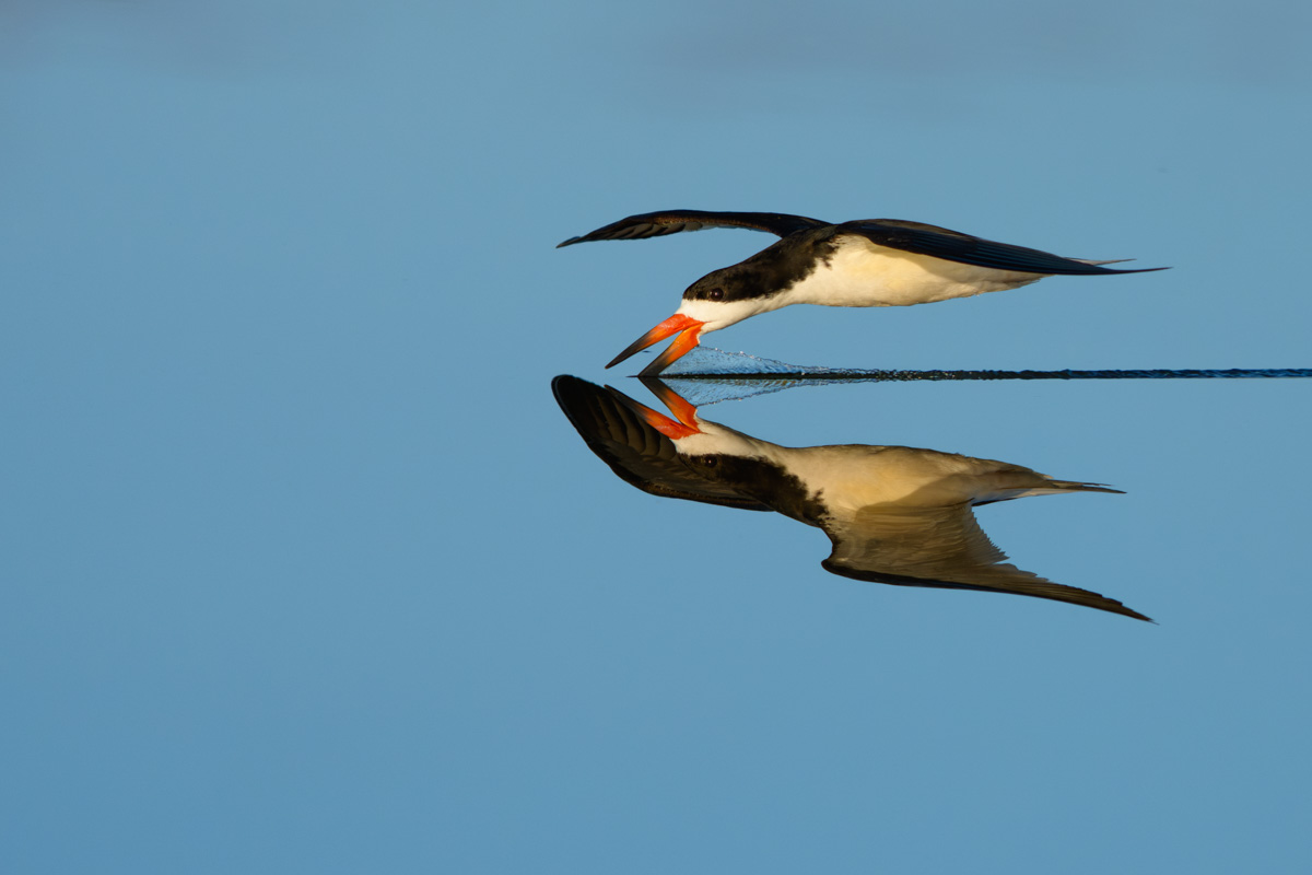 Black Skimmer Mirror