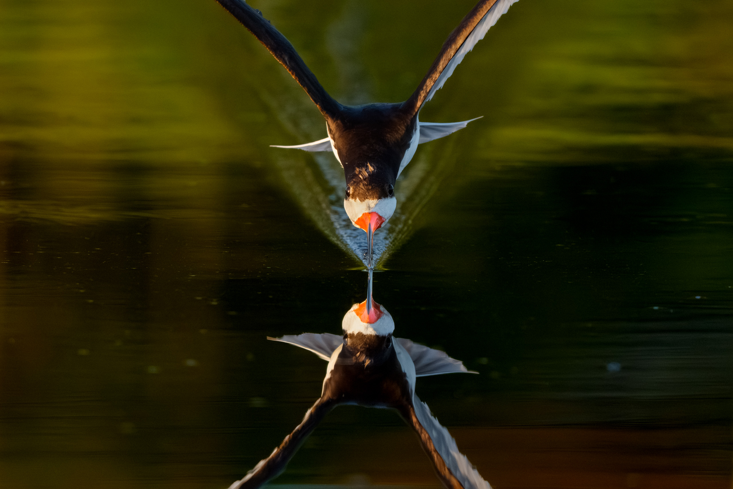 Black Skimmer Incoming!