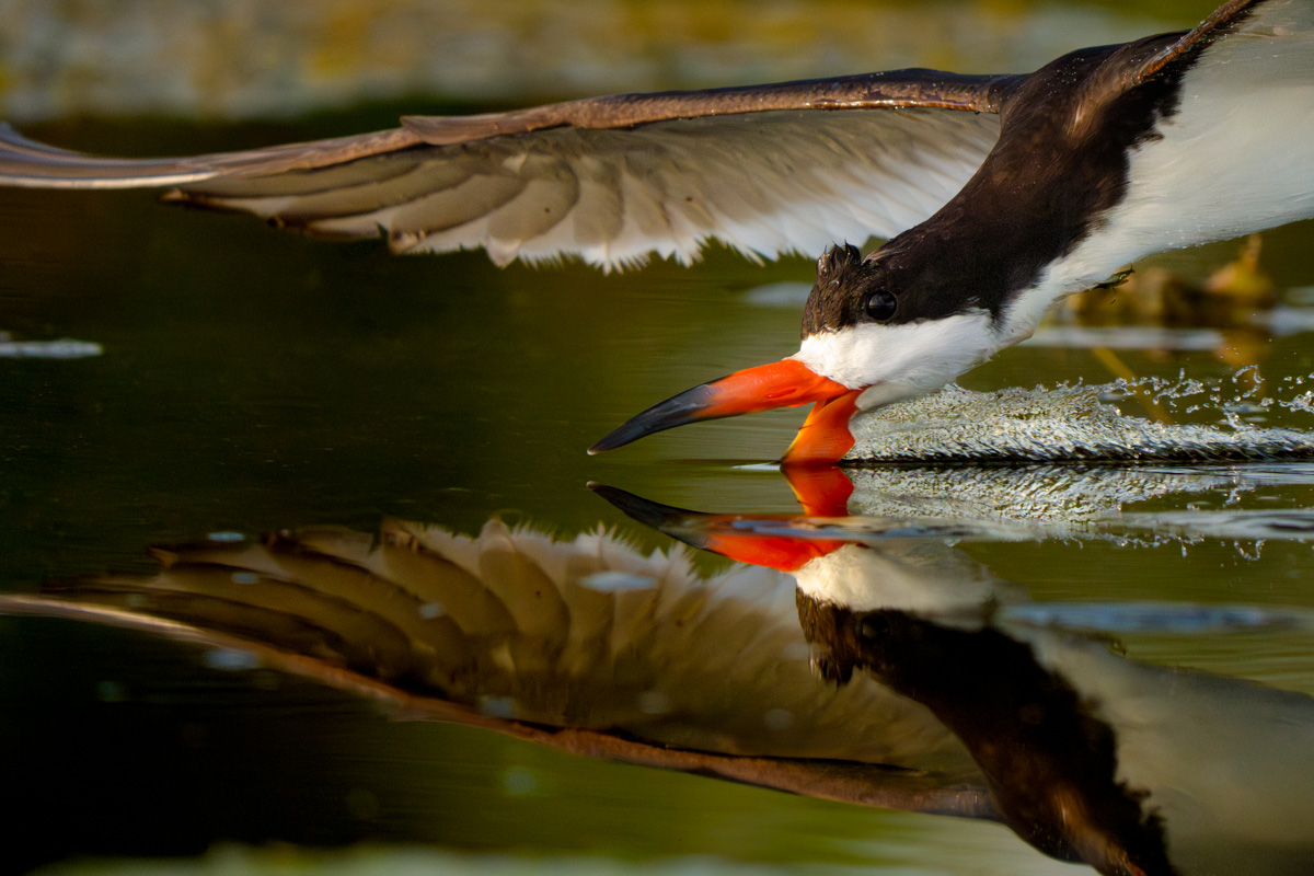 Black Skimmer Up Close