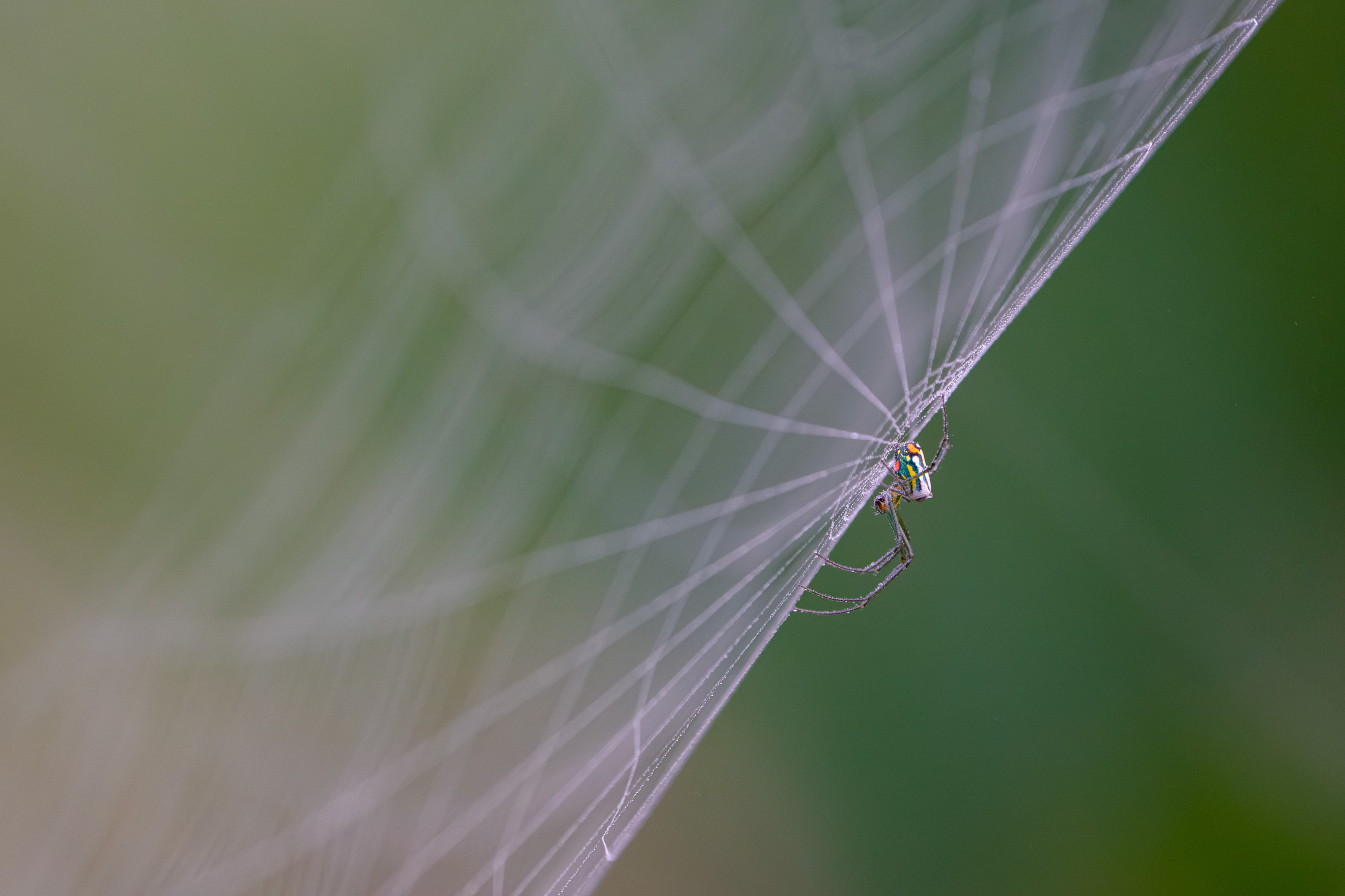 Spider Waiting for Breakfast
