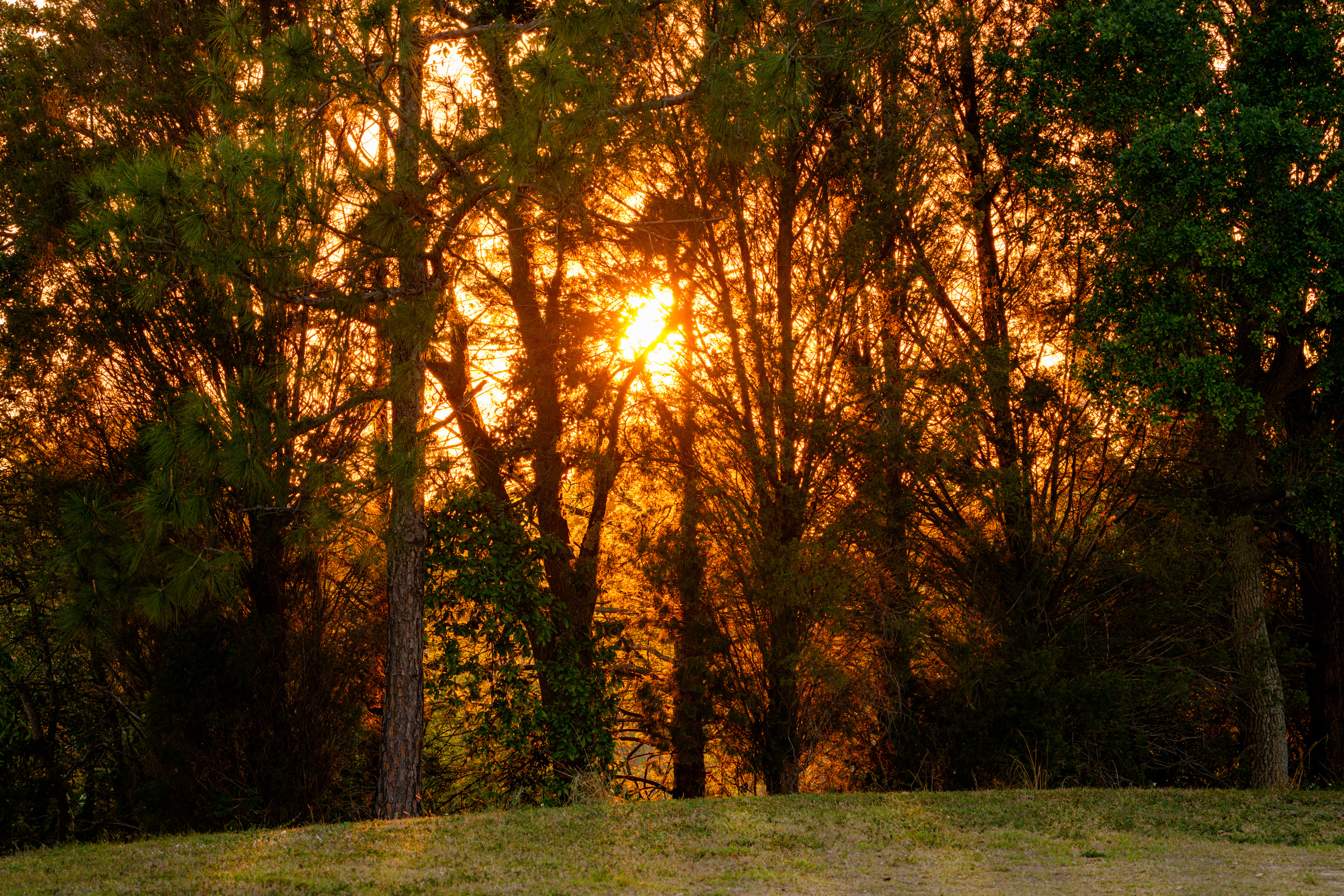 Sunset Bursting Through the Trees