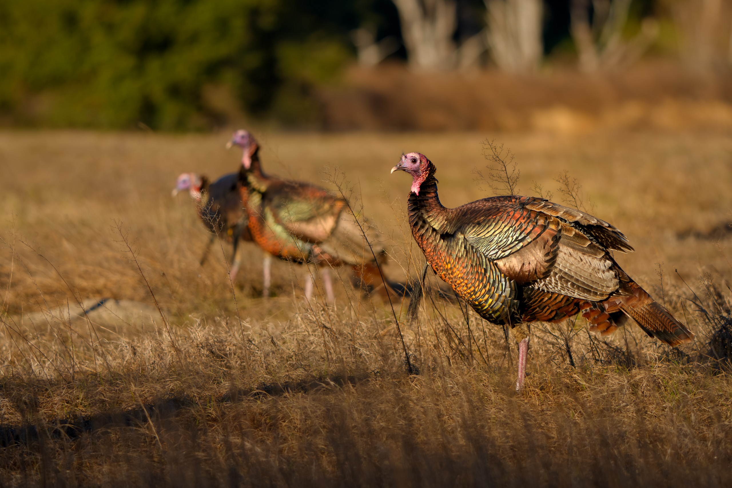 Wild Florida Turkeys