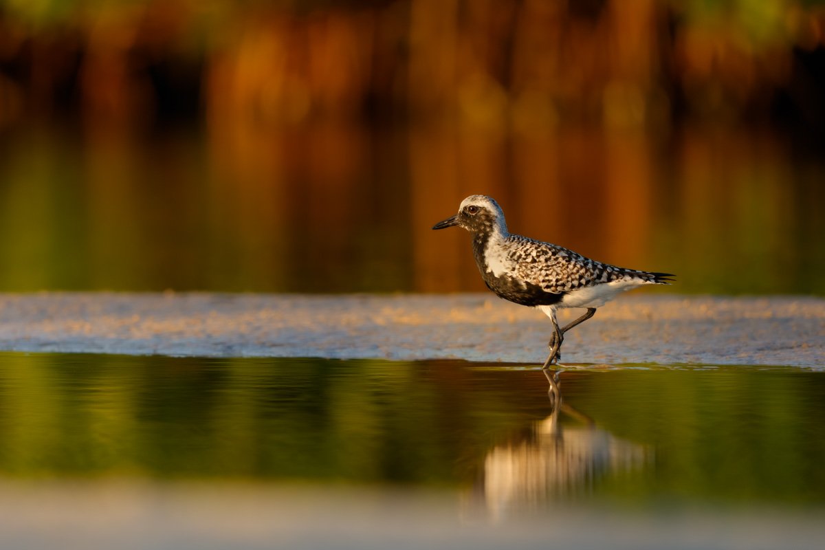 Black Bellied Plover
