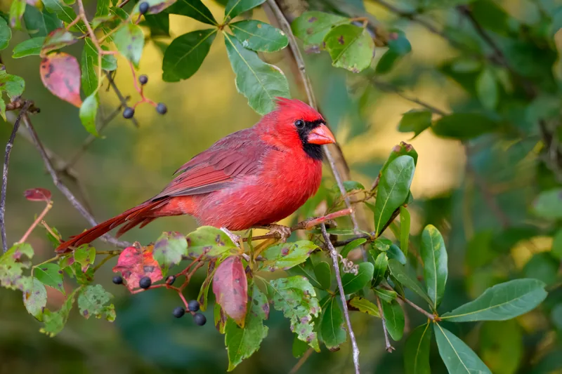 Male Northern Cardinal perched among berries