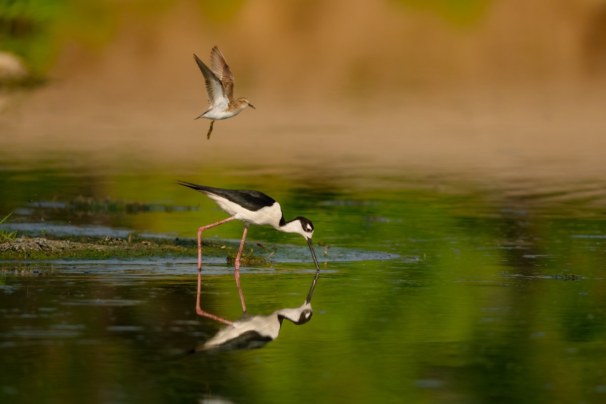 Mother's Day is For The Birds Too cover image