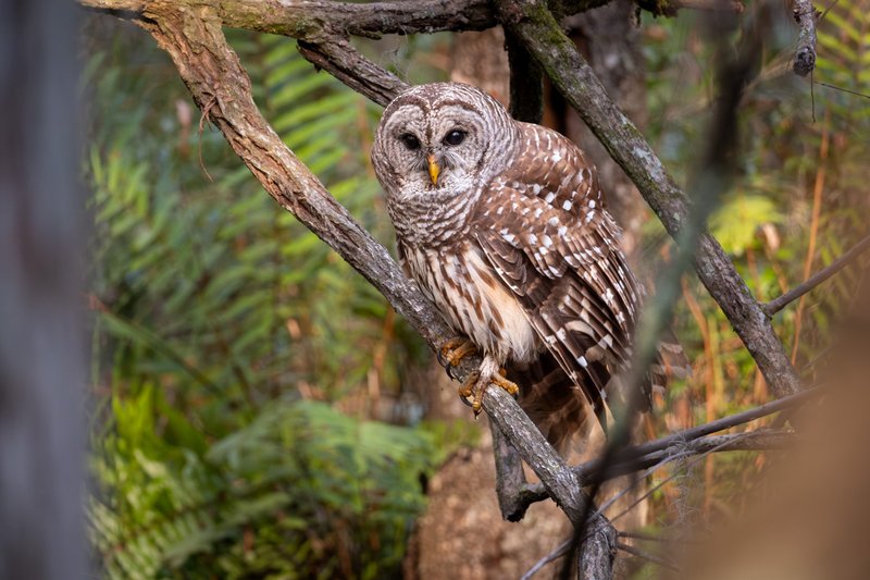 Ready to Strike!
