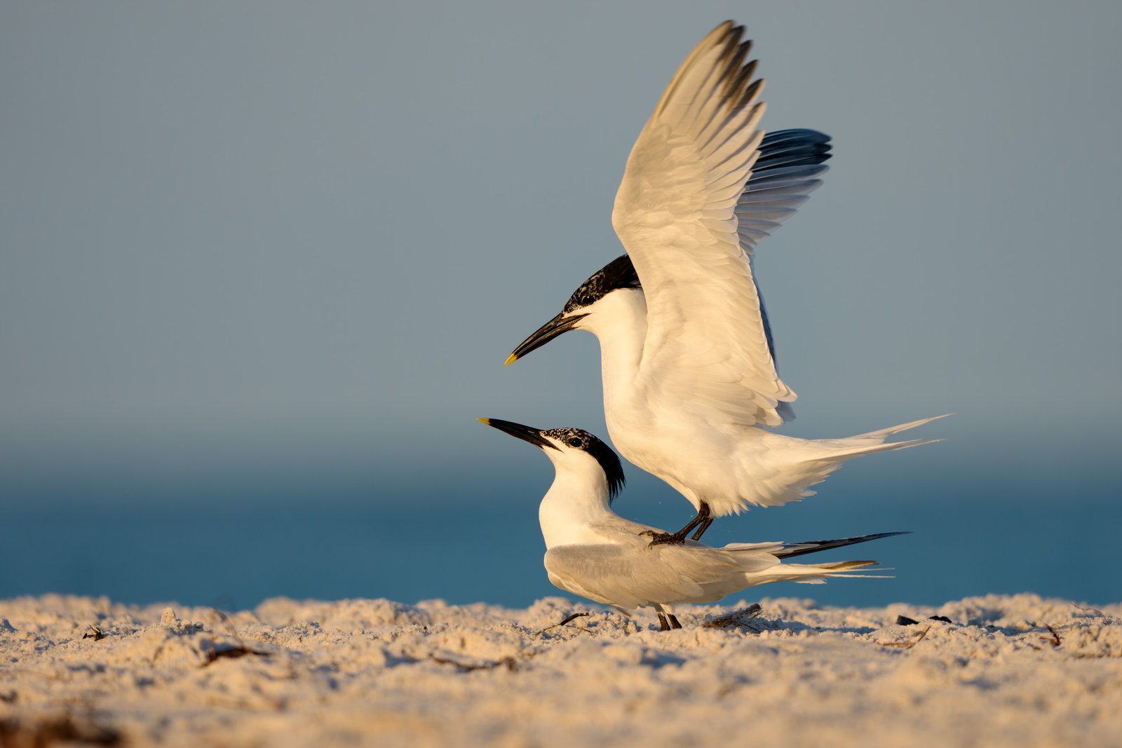Mated Pair of Sandwich Terns