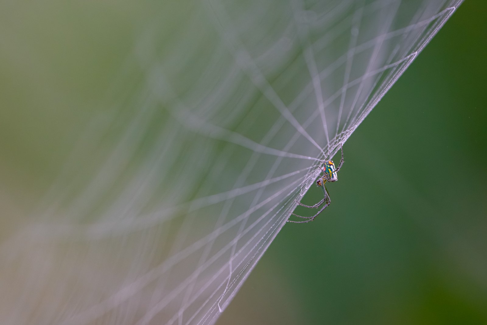 Spider Waiting for Breakfast