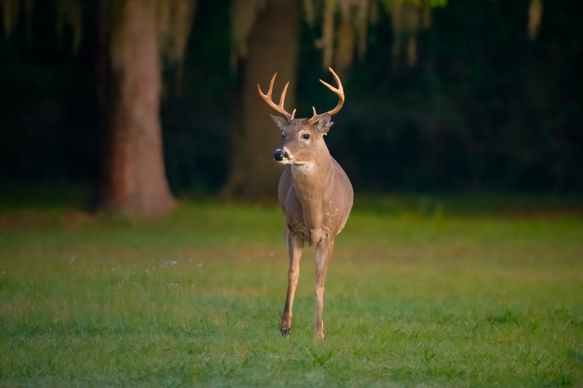 Sunrise White-Tailed Buck cover image